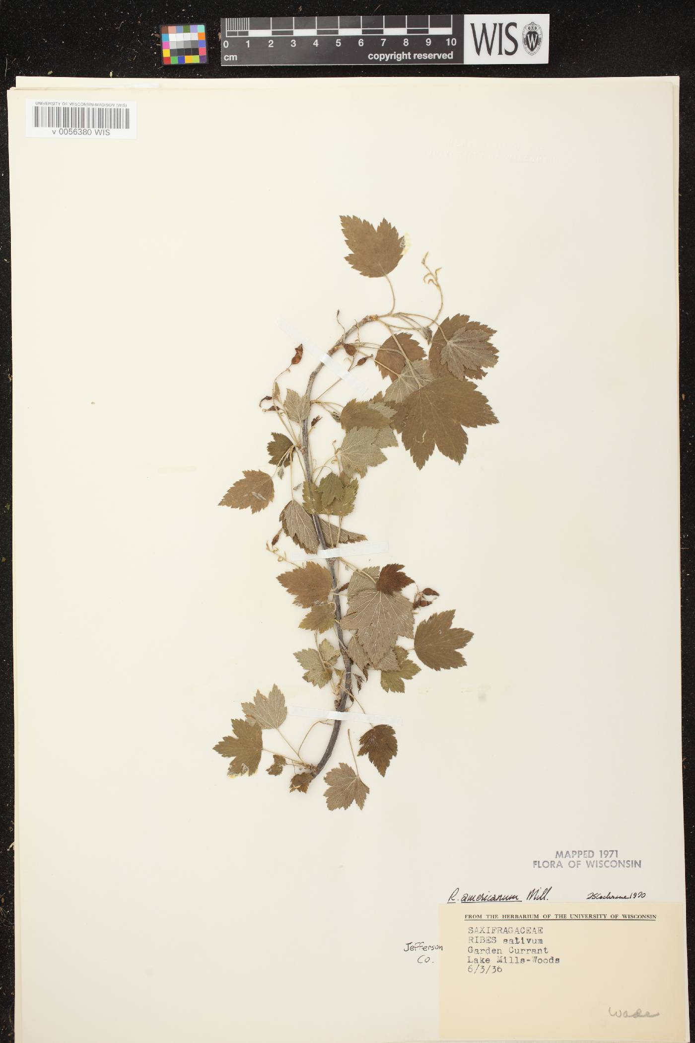 Ribes americanum image
