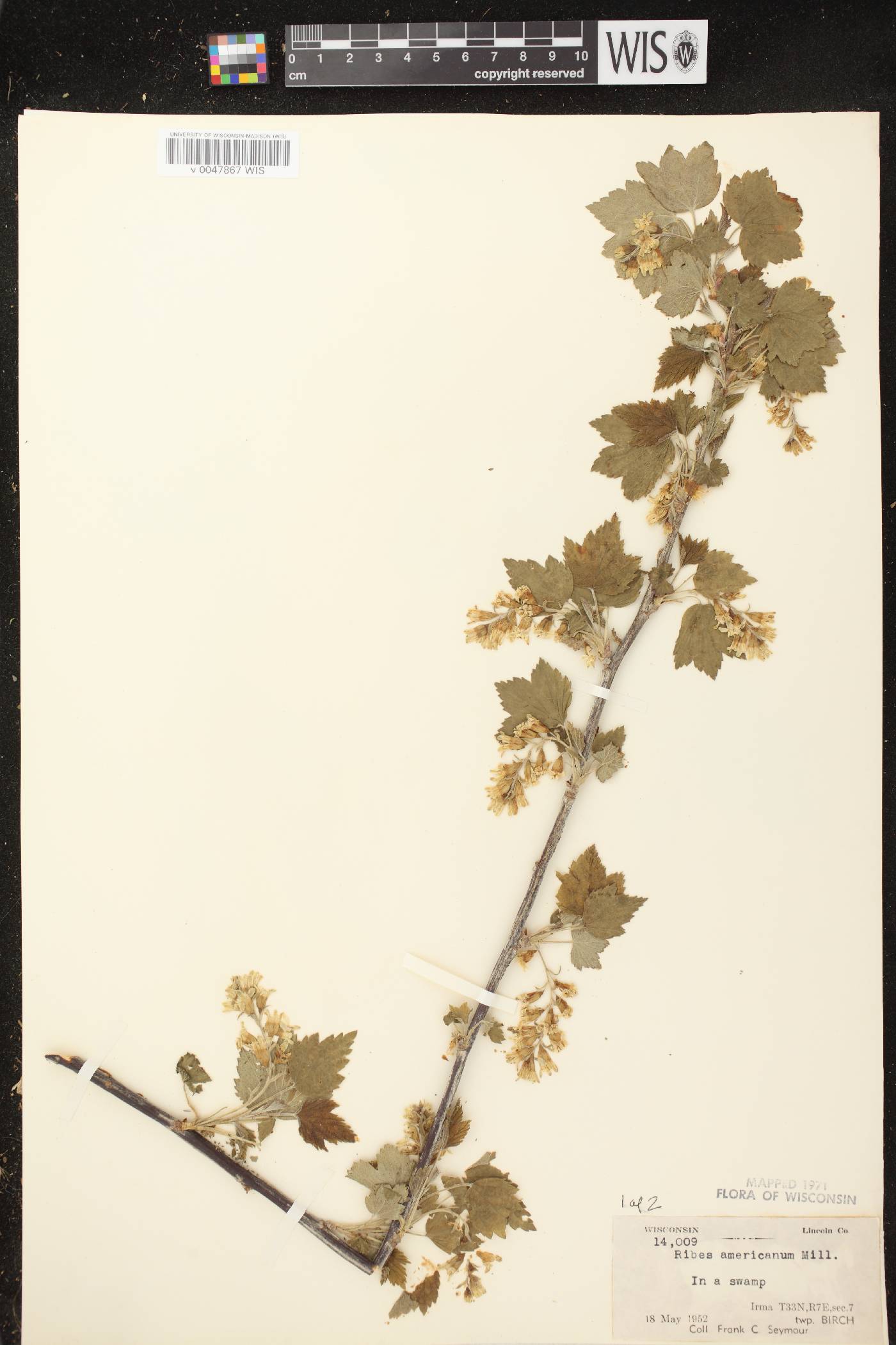 Ribes americanum image
