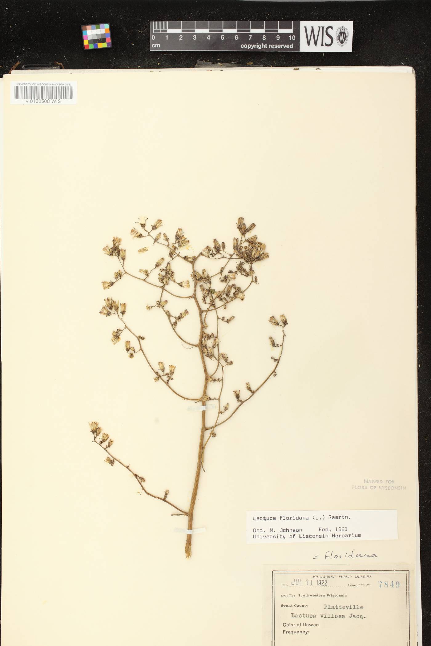 Lactuca floridana image
