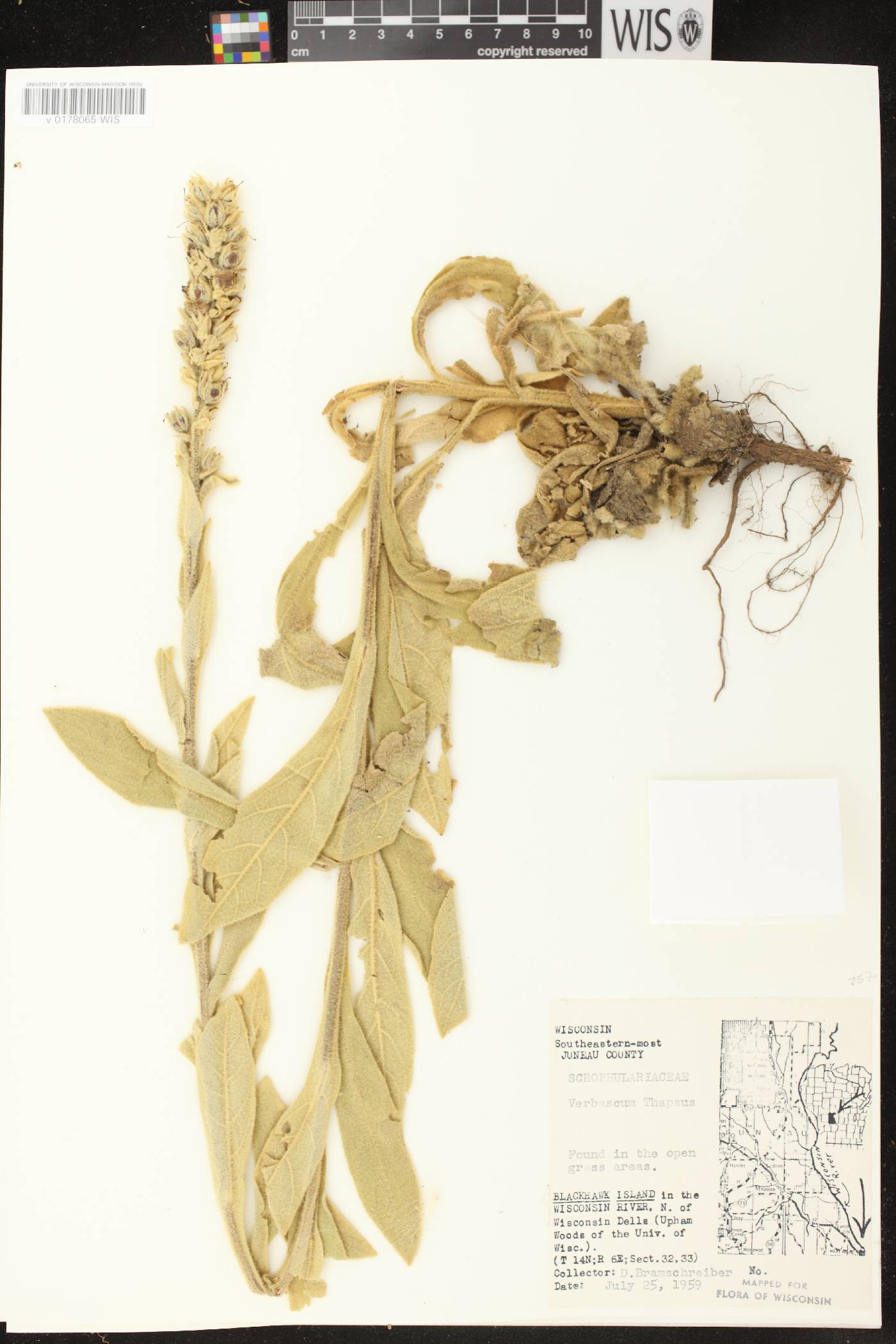 Verbascum thapsus image