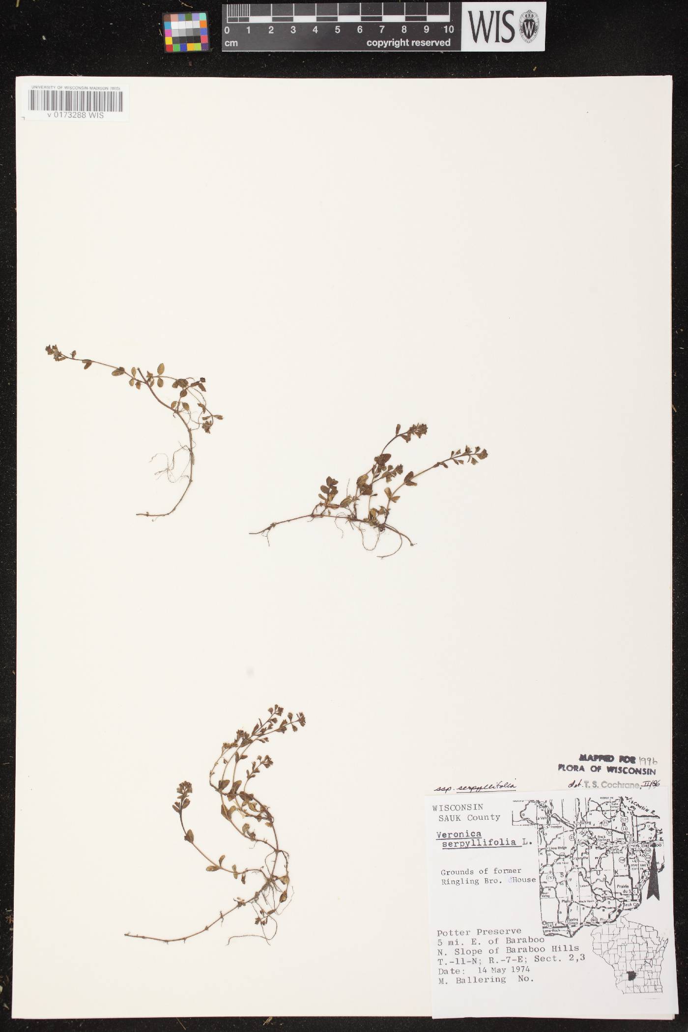 Veronica serpyllifolia subsp. serpyllifolia image
