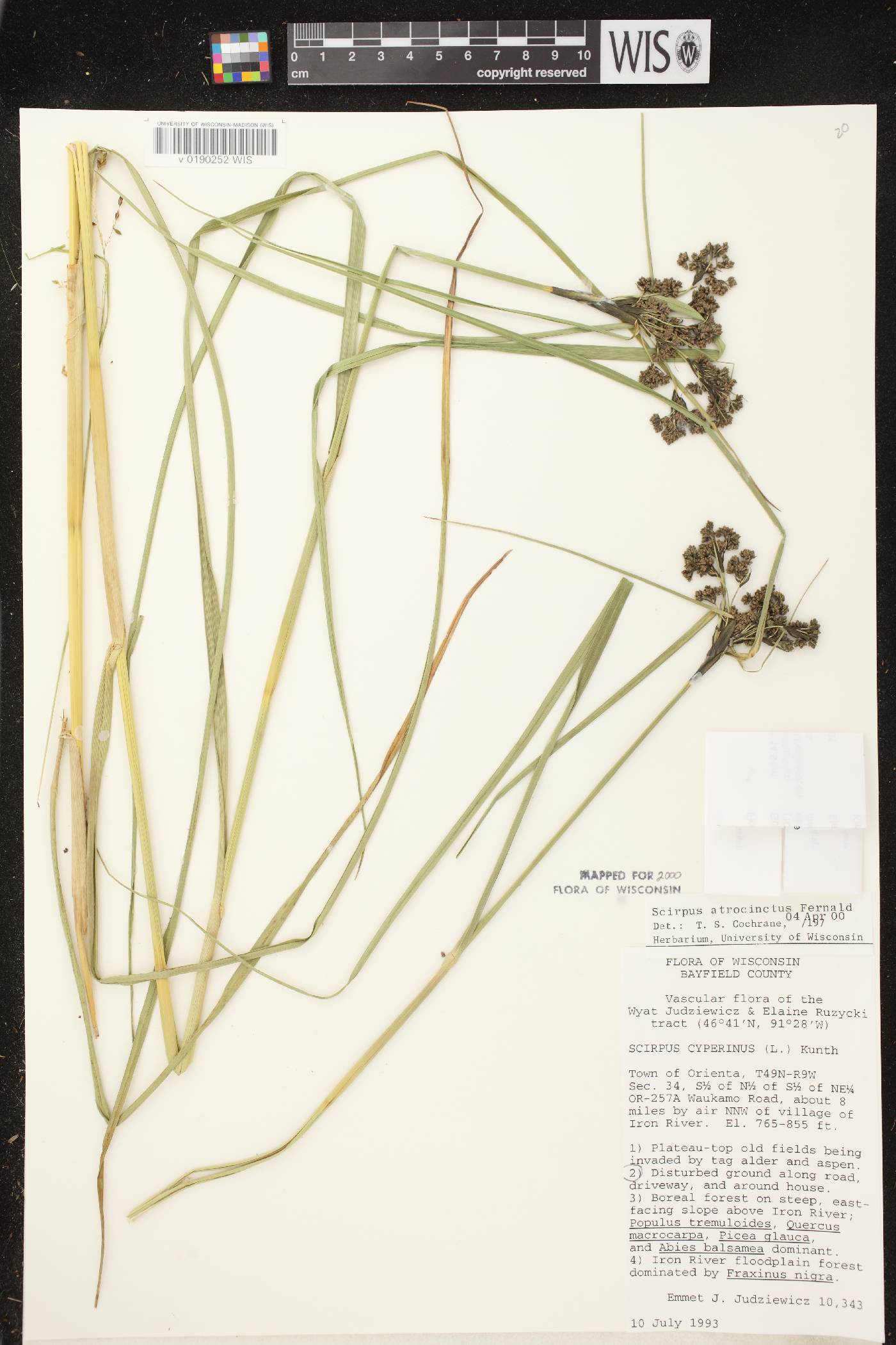 Scirpus atrocinctus image