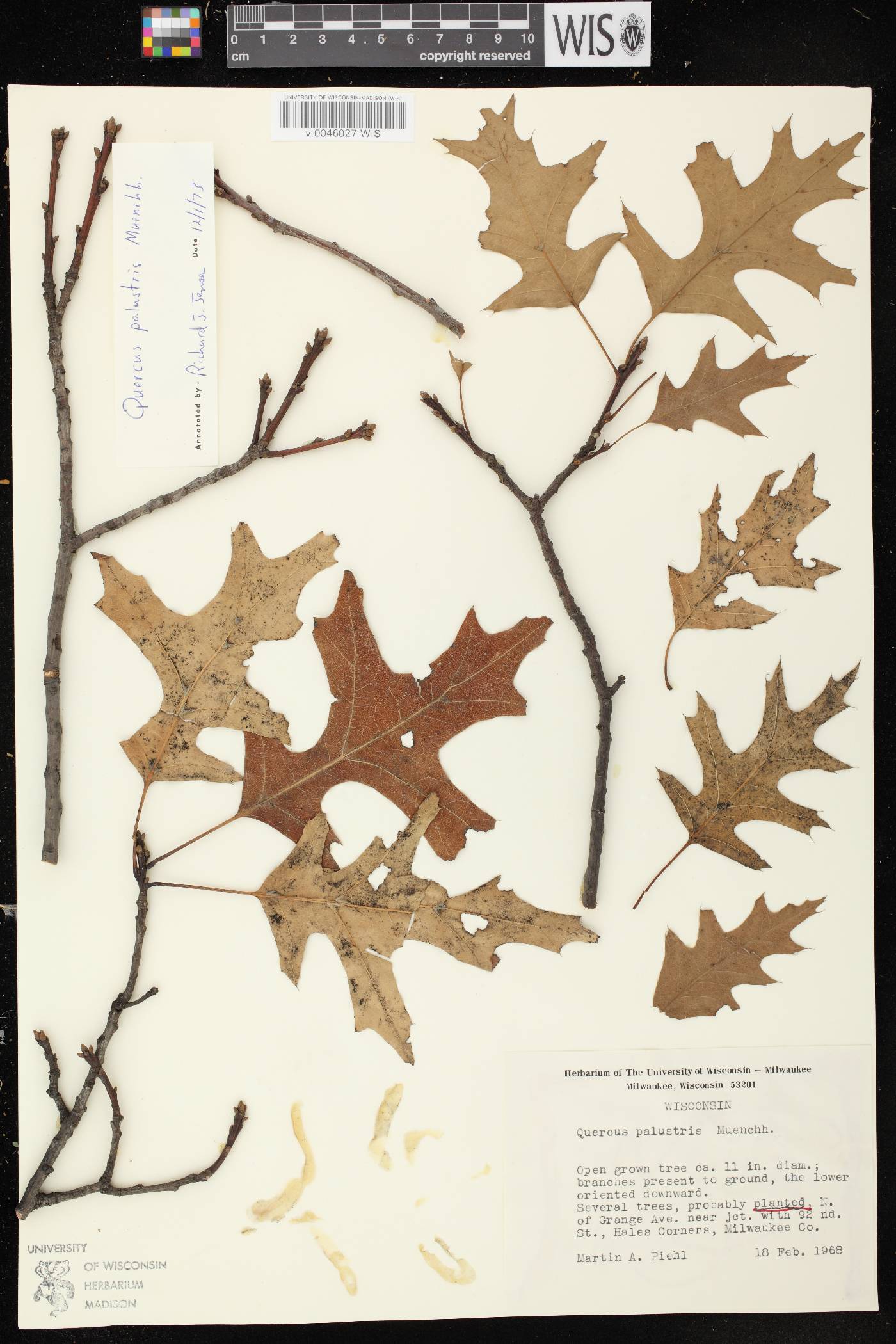 Quercus palustris image