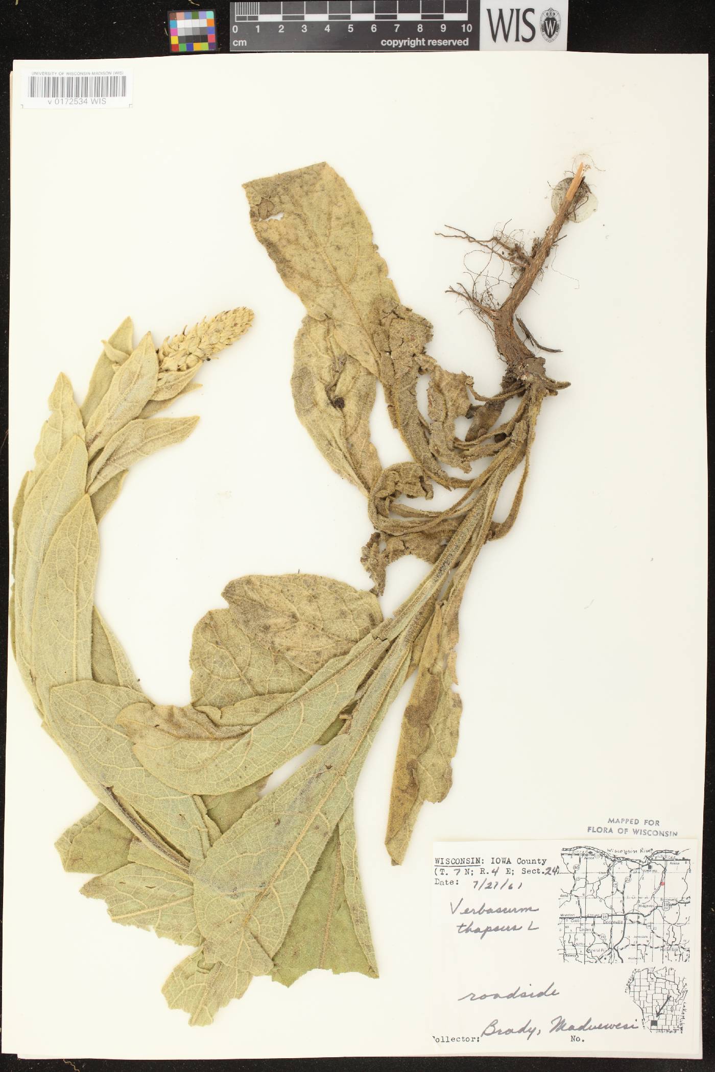 Verbascum thapsus image