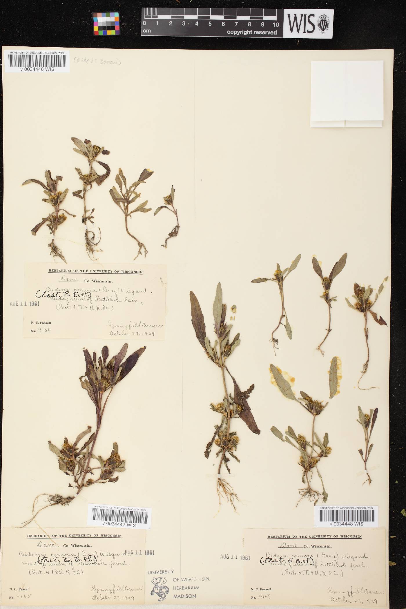 Bidens tripartita image