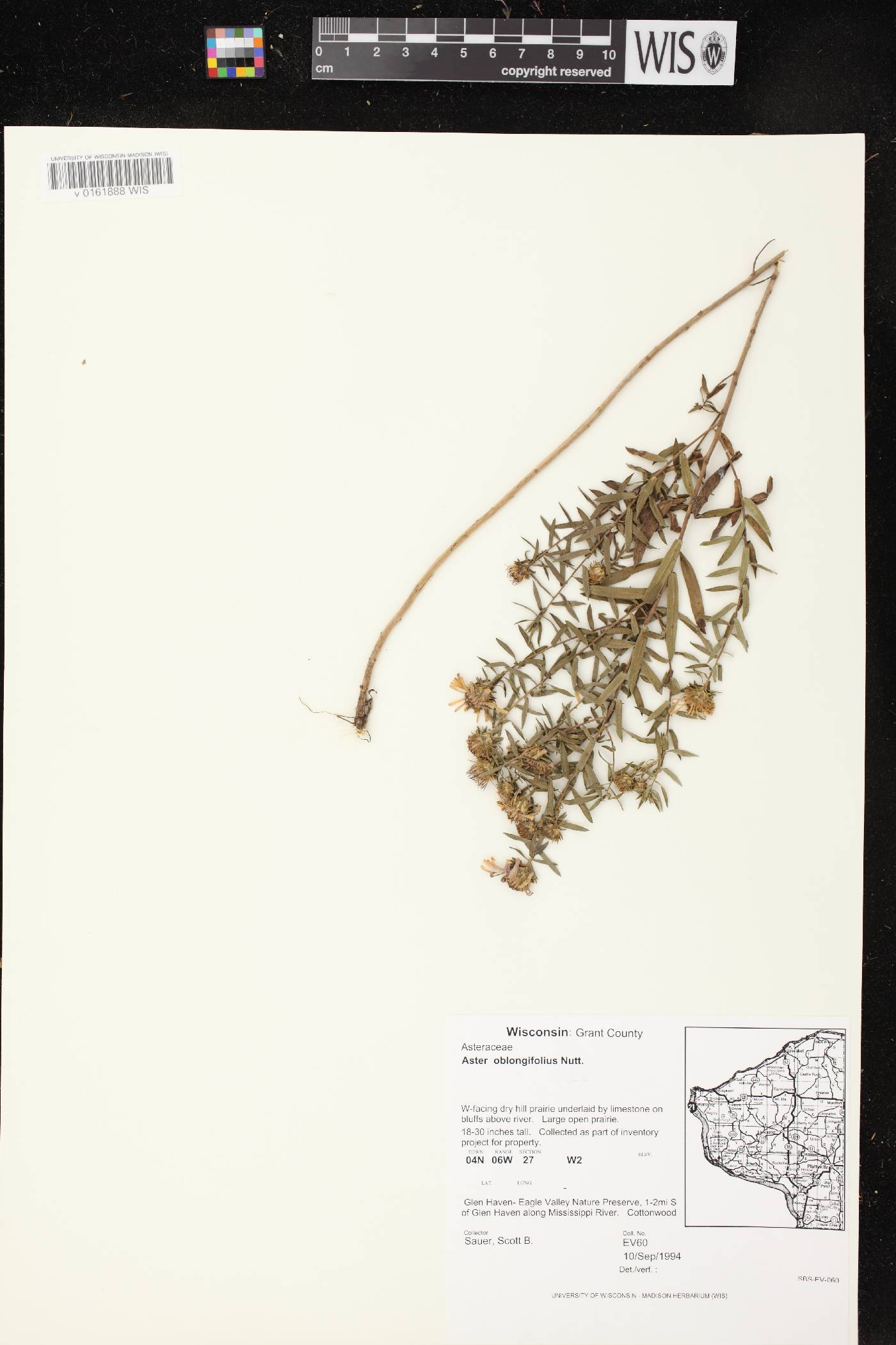 Symphyotrichum oblongifolium image