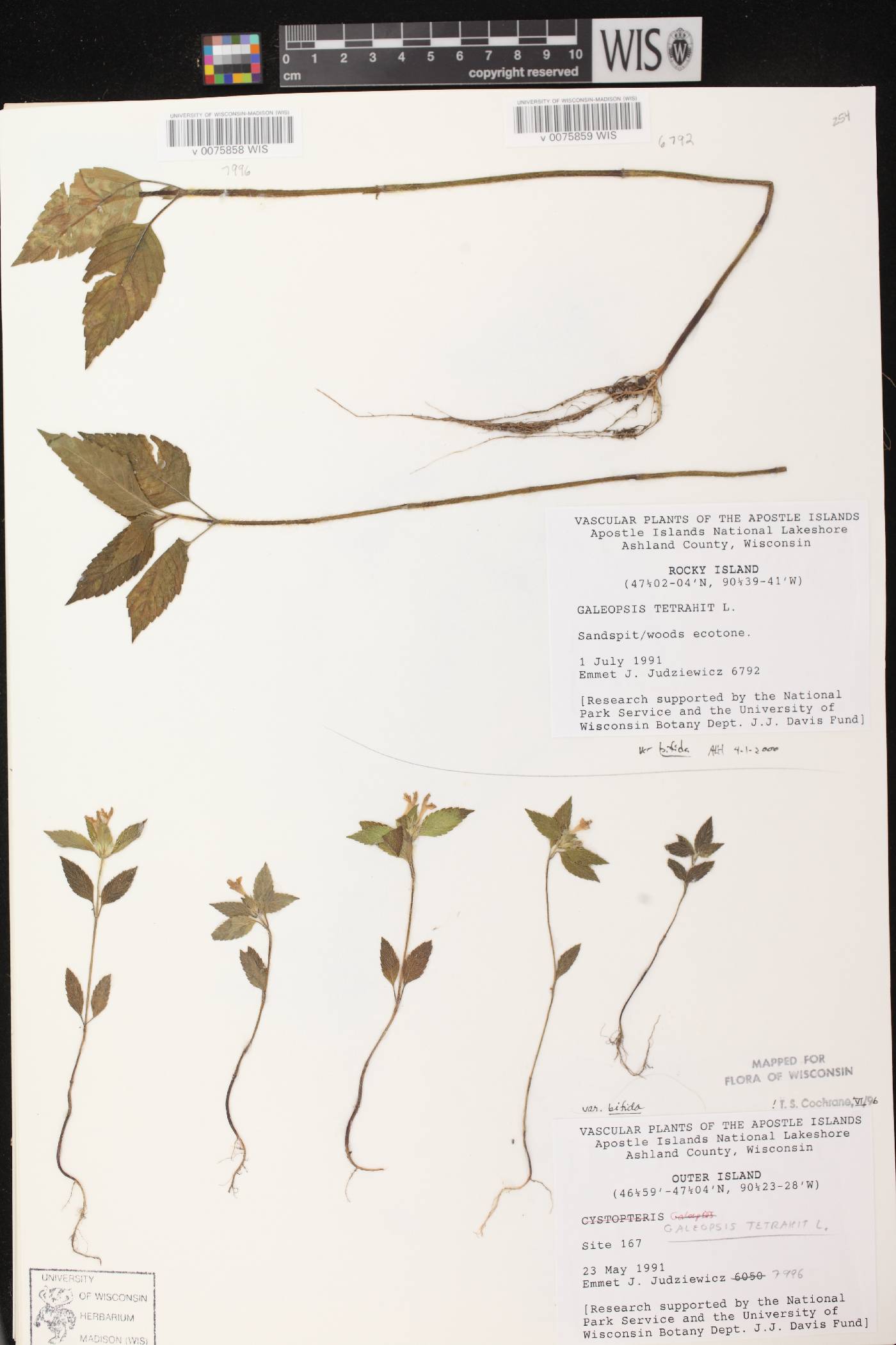 Galeopsis tetrahit image