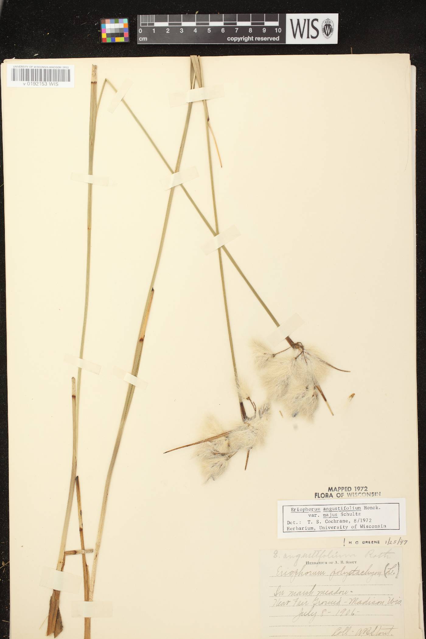Eriophorum angustifolium subsp. angustifolium image