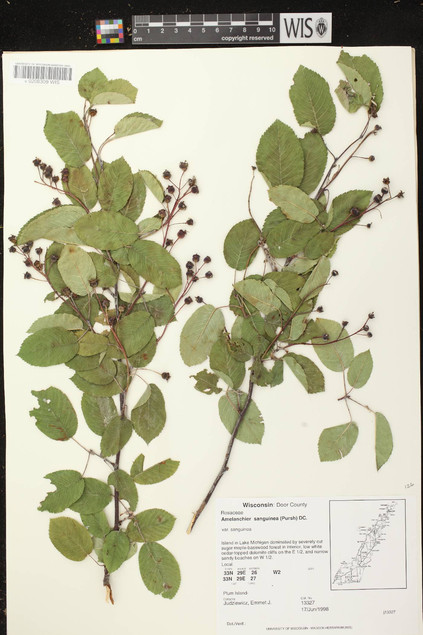 Amelanchier sanguinea image