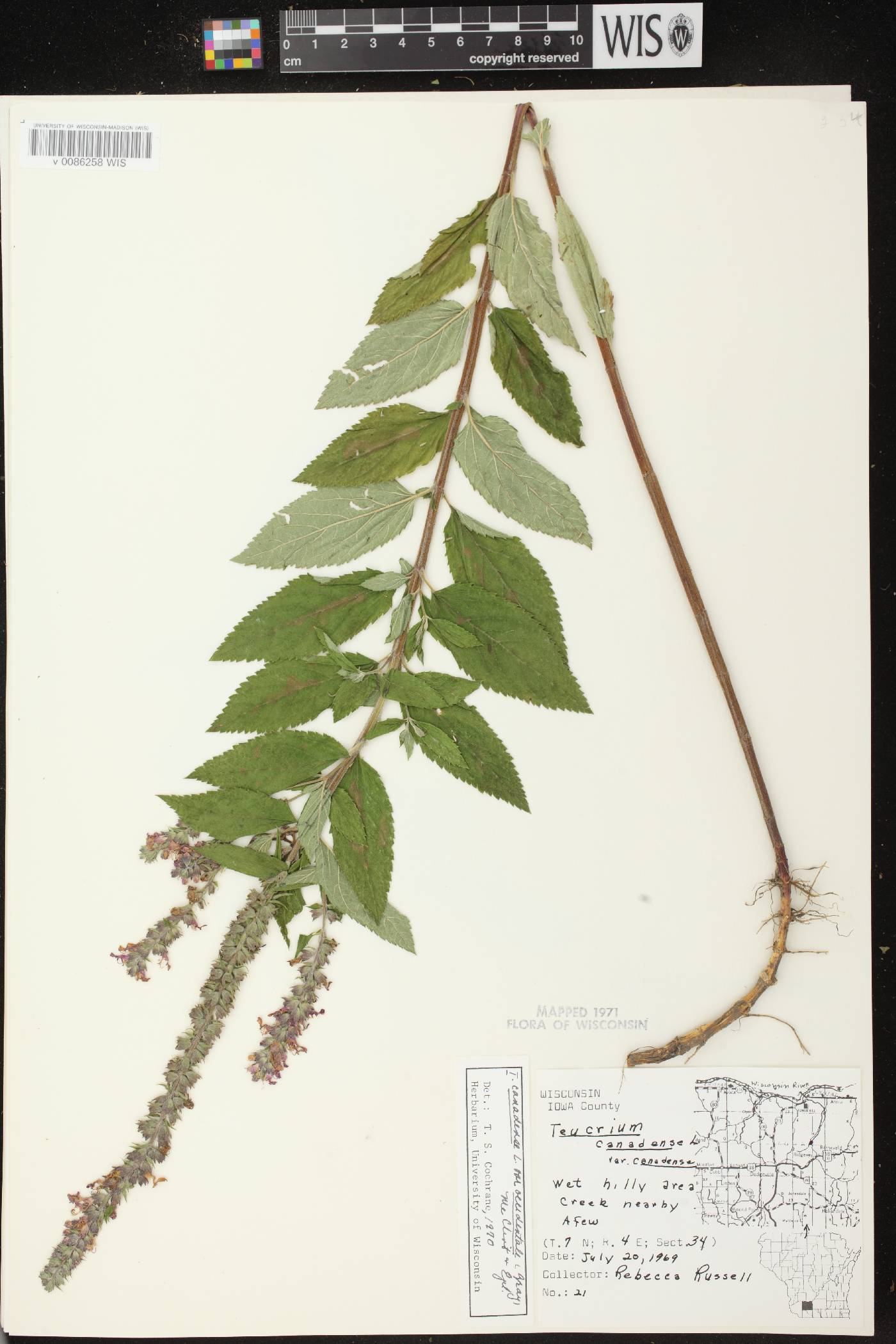 Teucrium canadense var. occidentale image