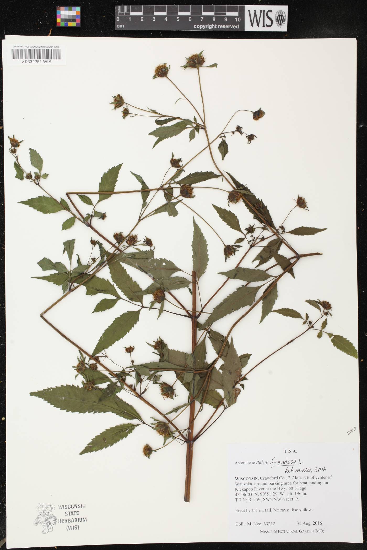 Bidens frondosa image