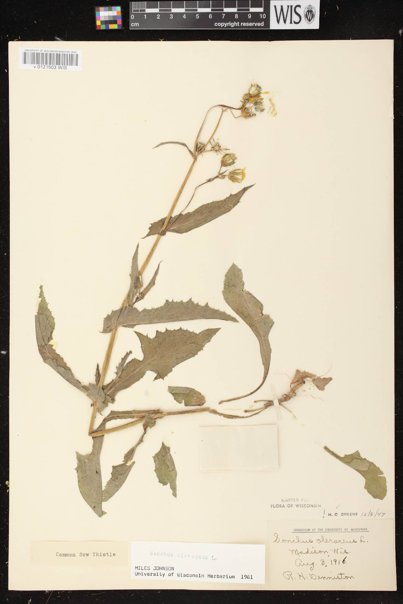 Sonchus oleraceus image