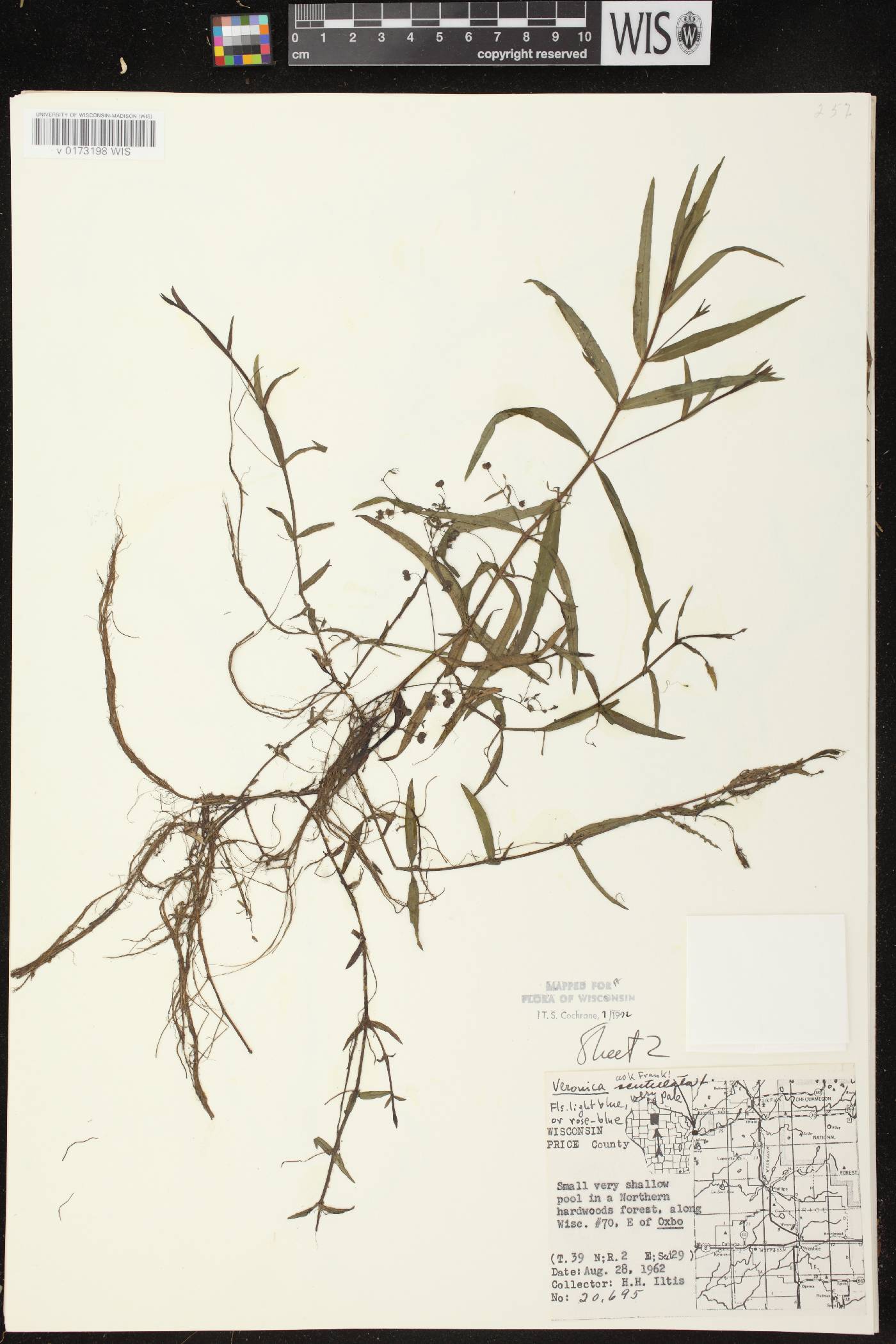 Veronica scutellata image