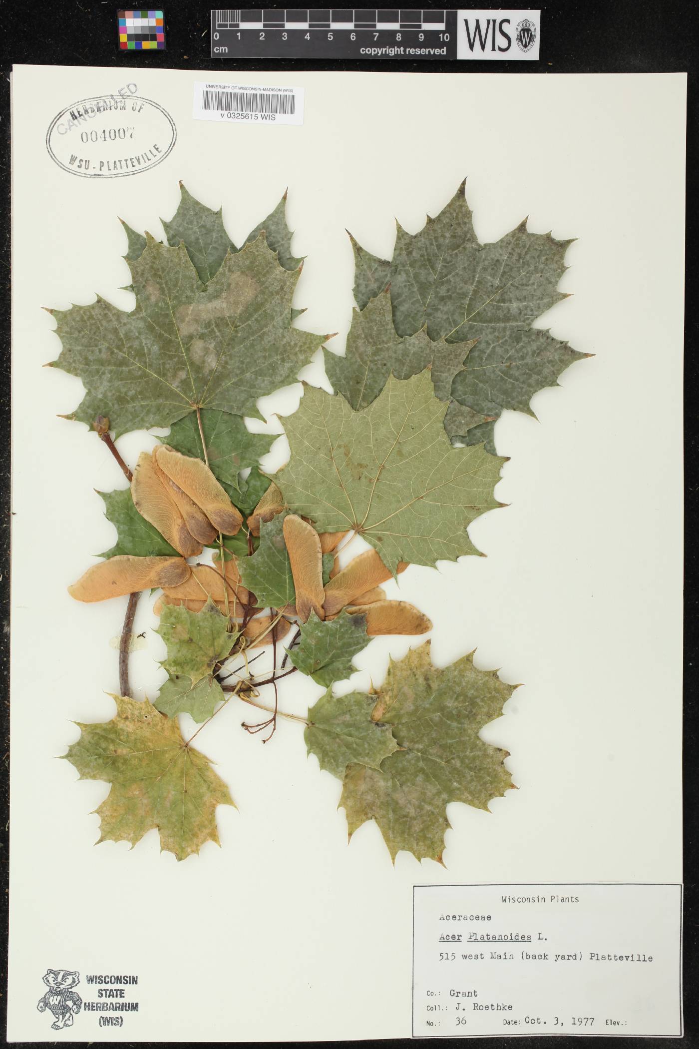 Acer platanoides image