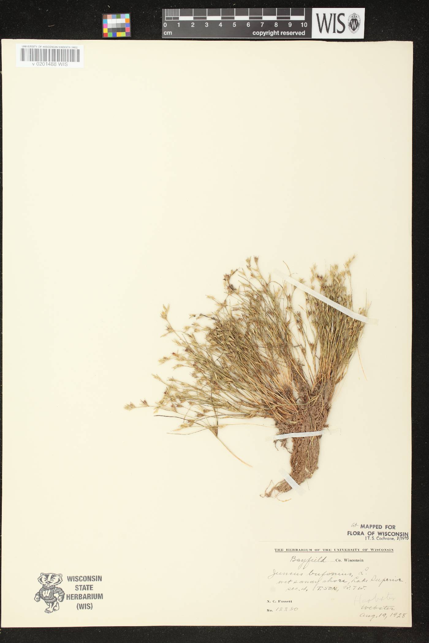 Juncus bufonius image