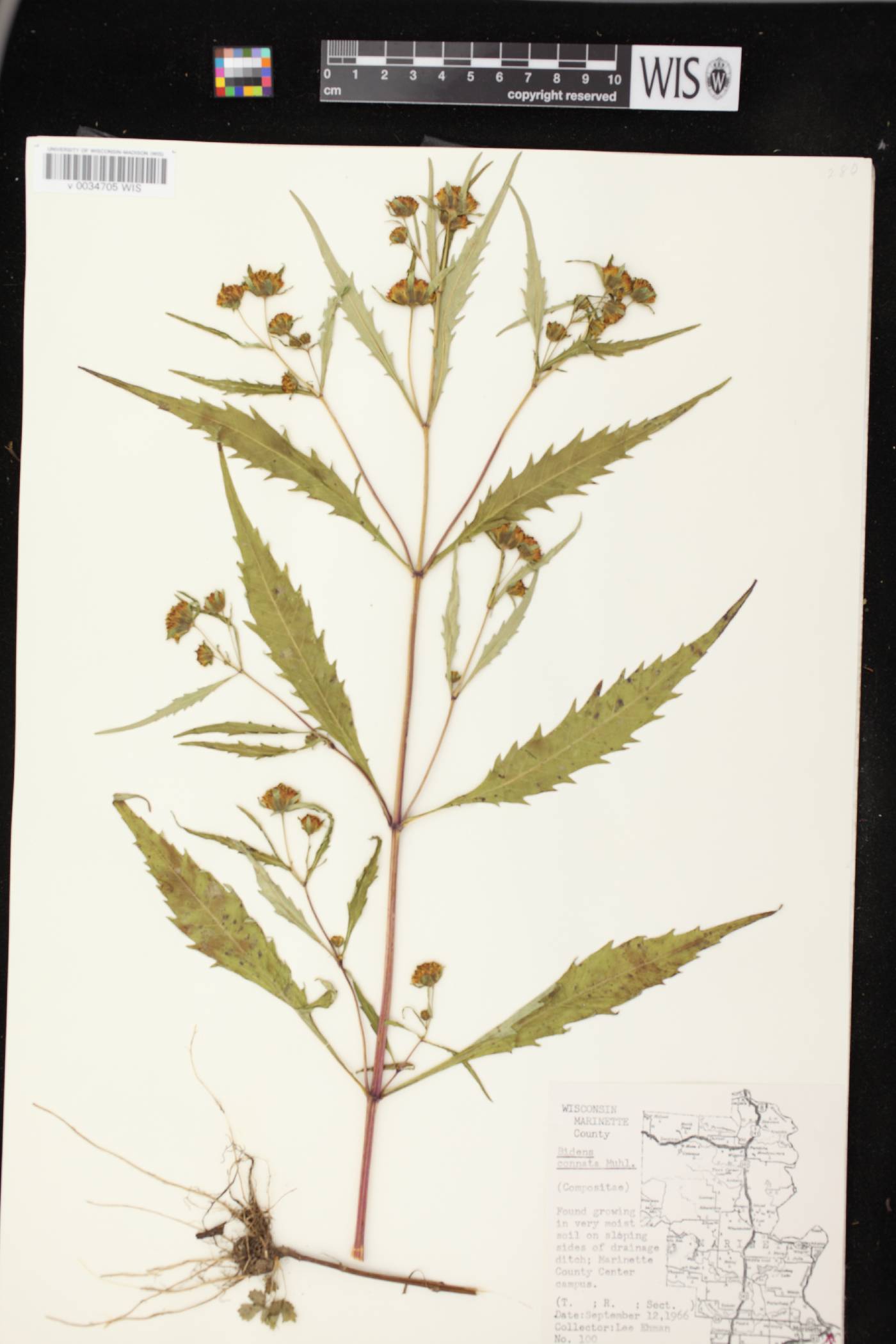 Bidens connata image