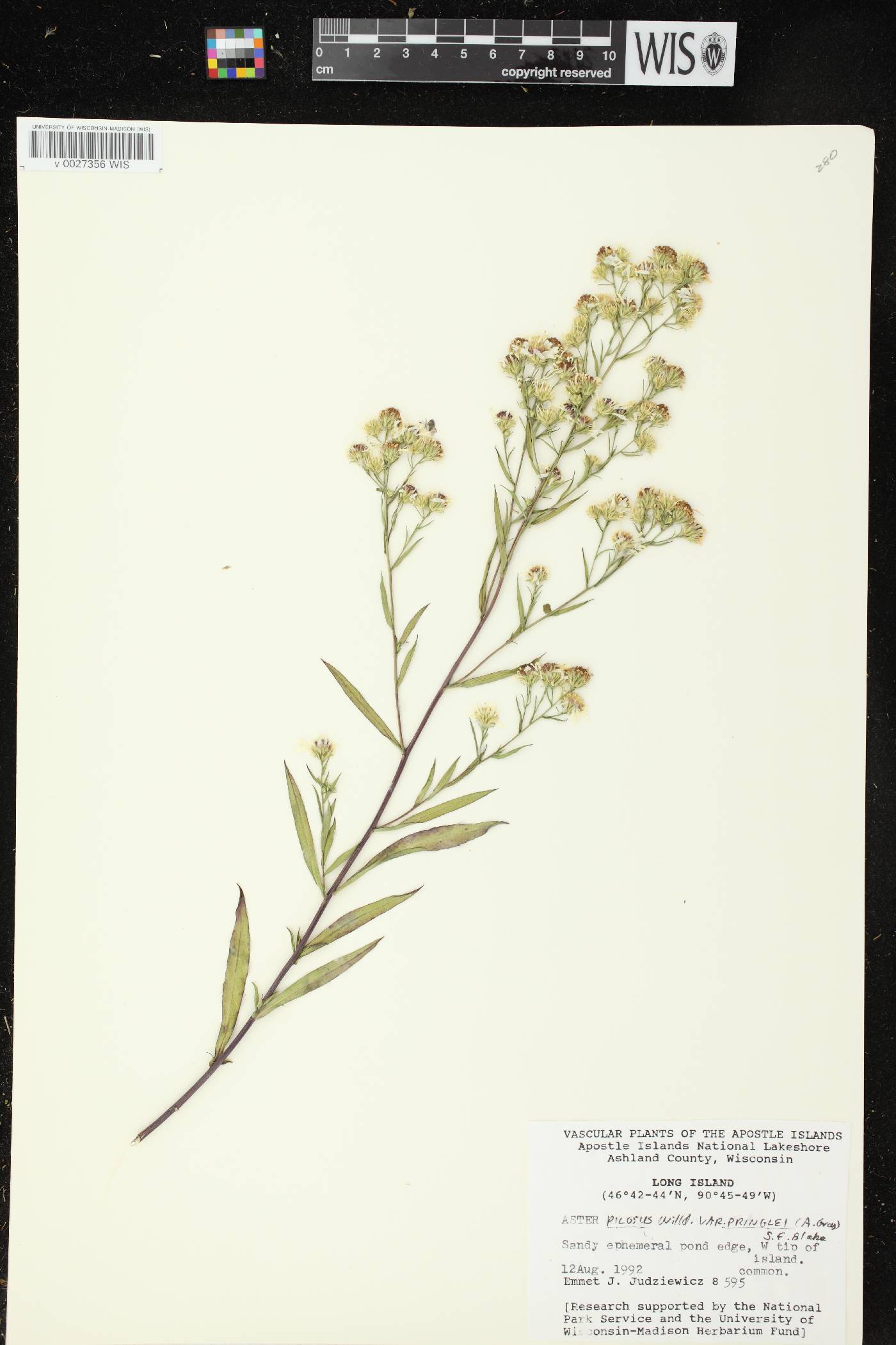 Symphyotrichum pilosum image