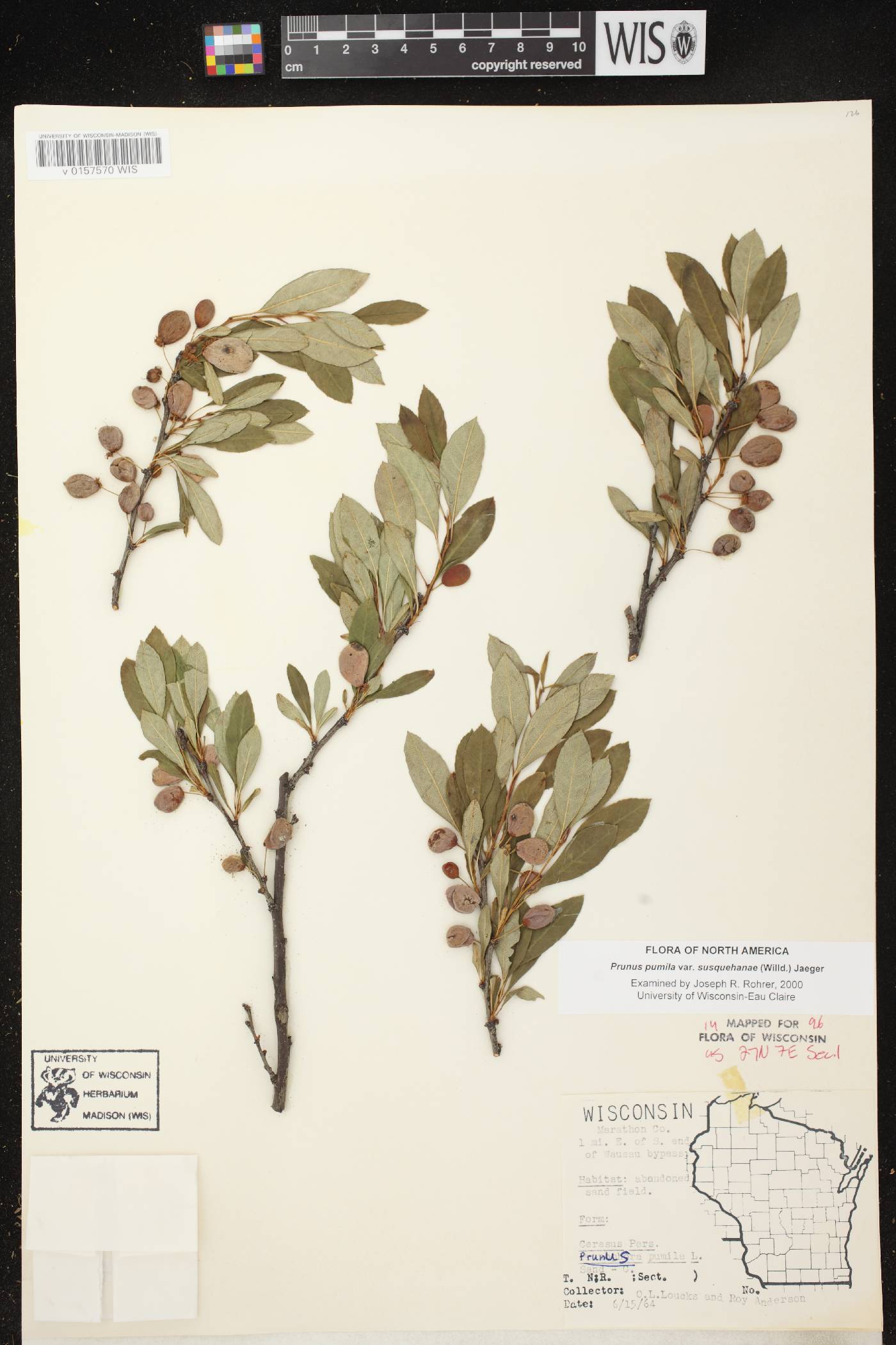 Prunus pumila image