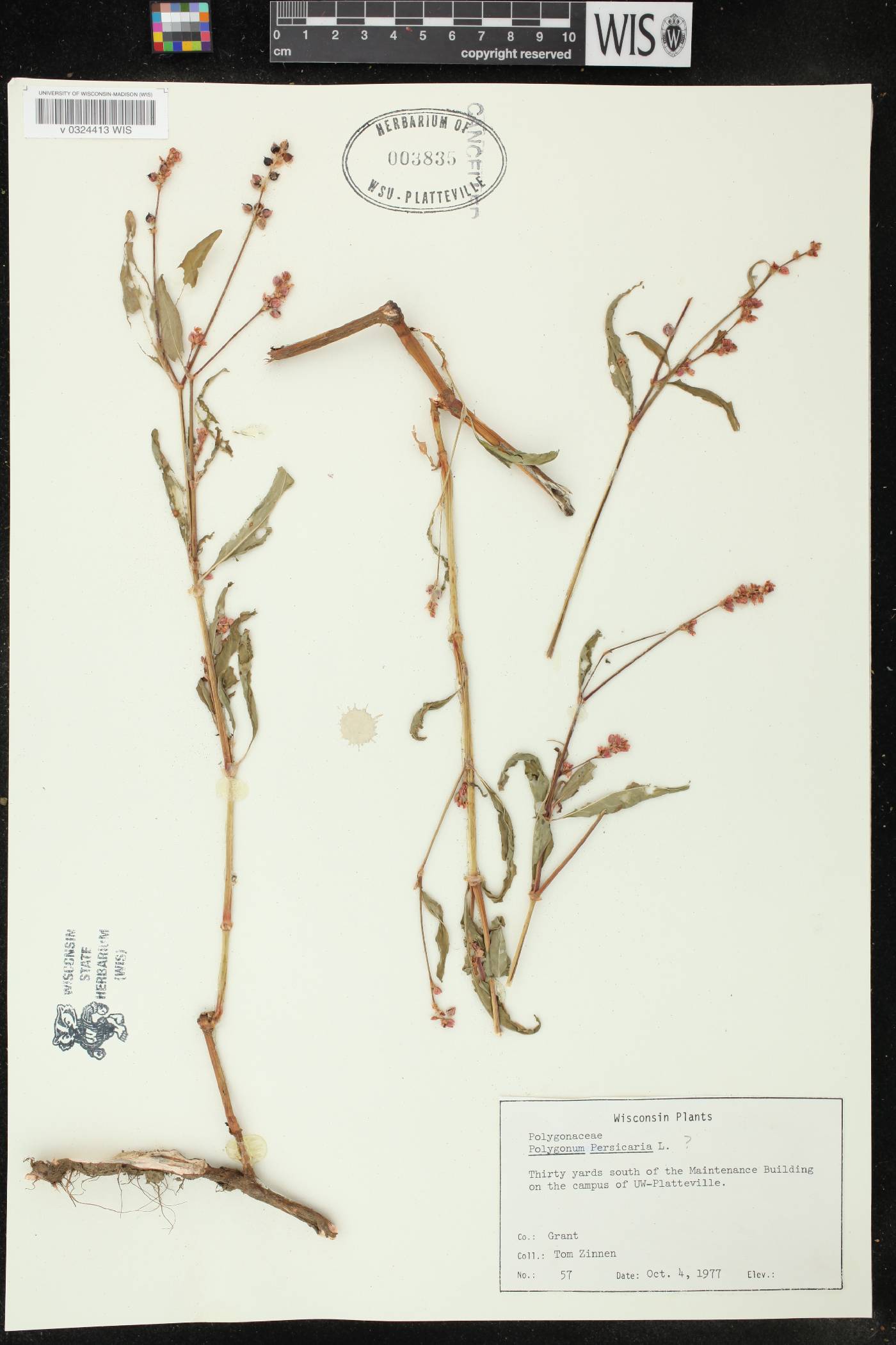Persicaria maculosa image