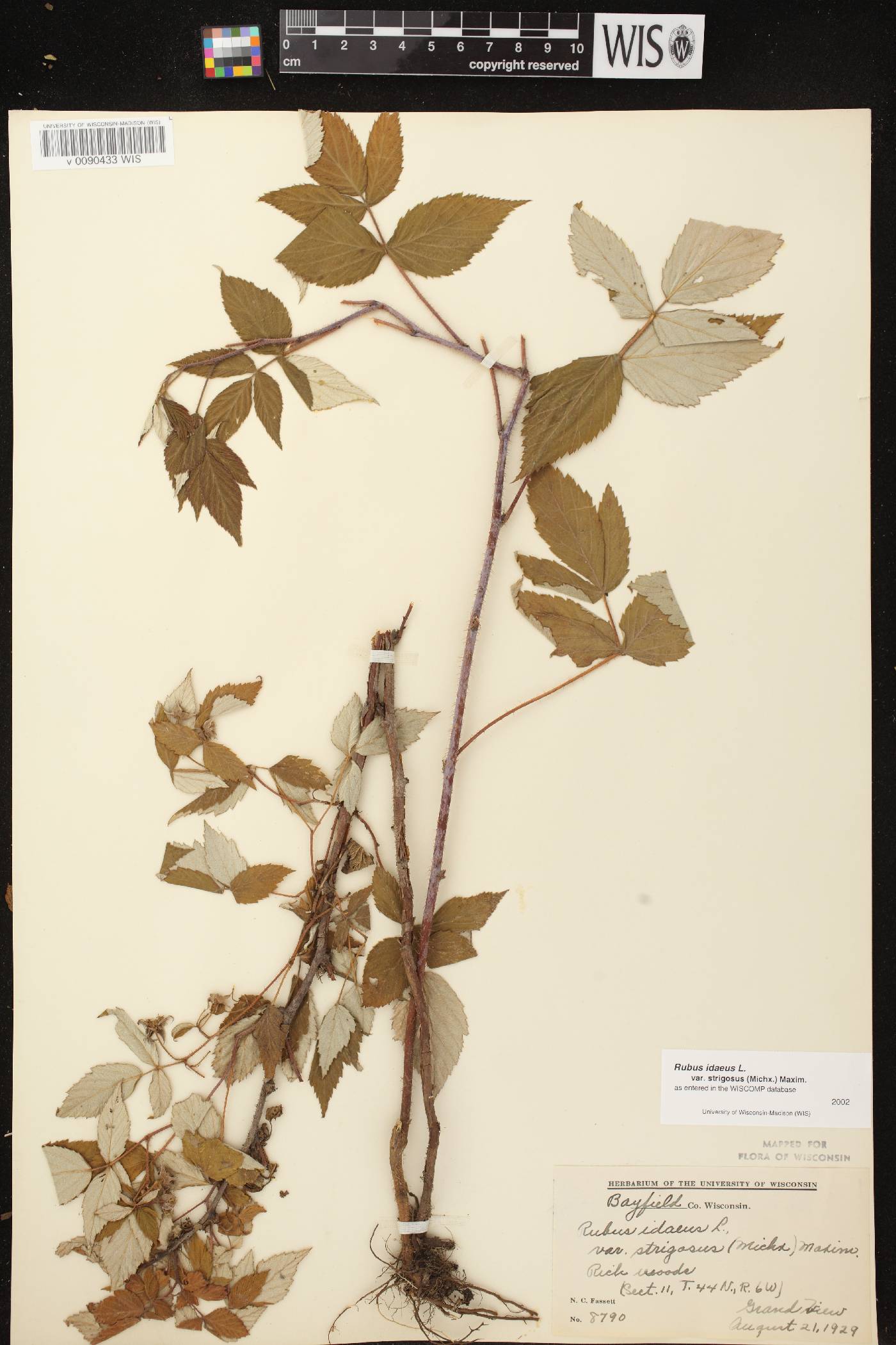 Rubus idaeus subsp. strigosus image