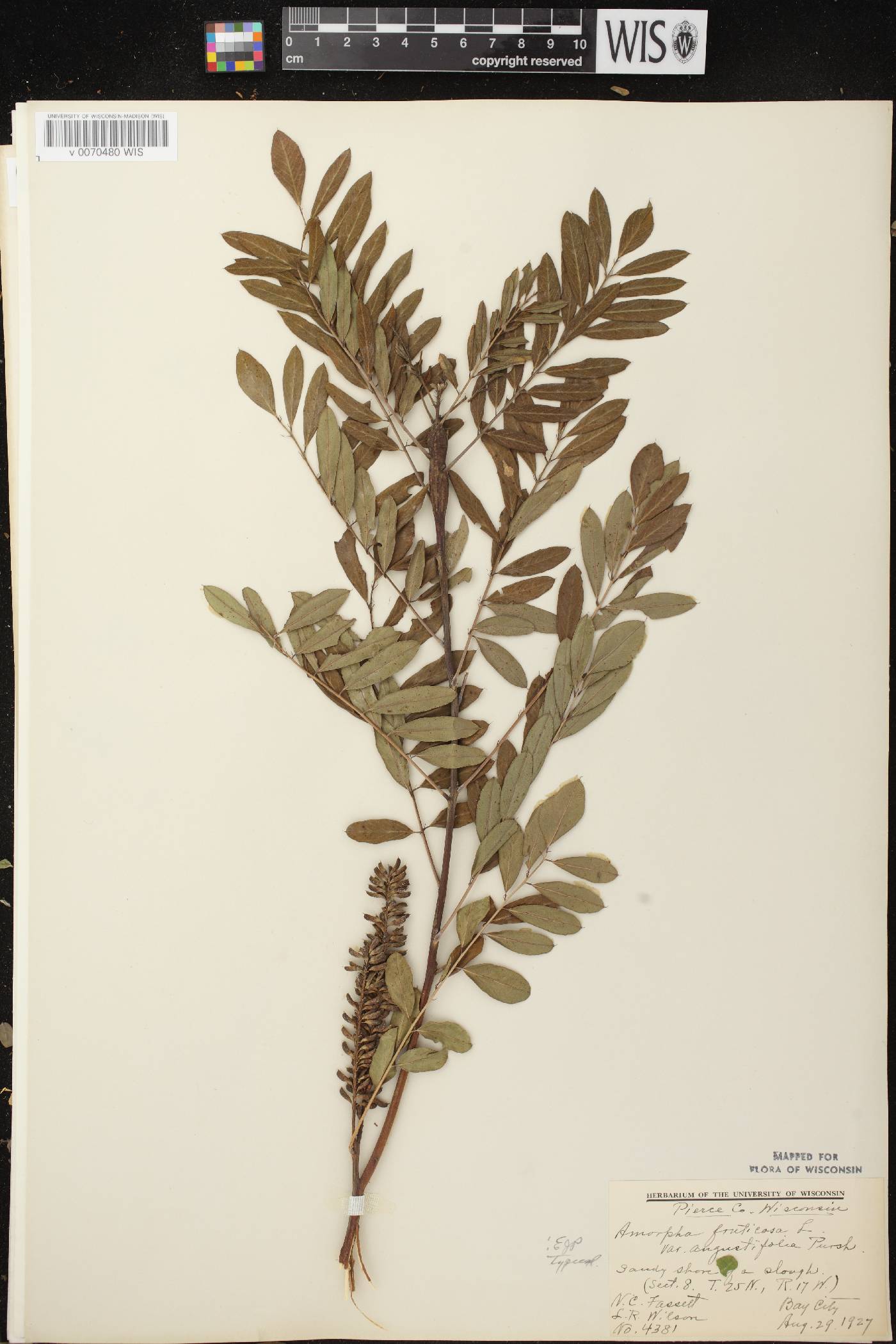 Amorpha fruticosa image