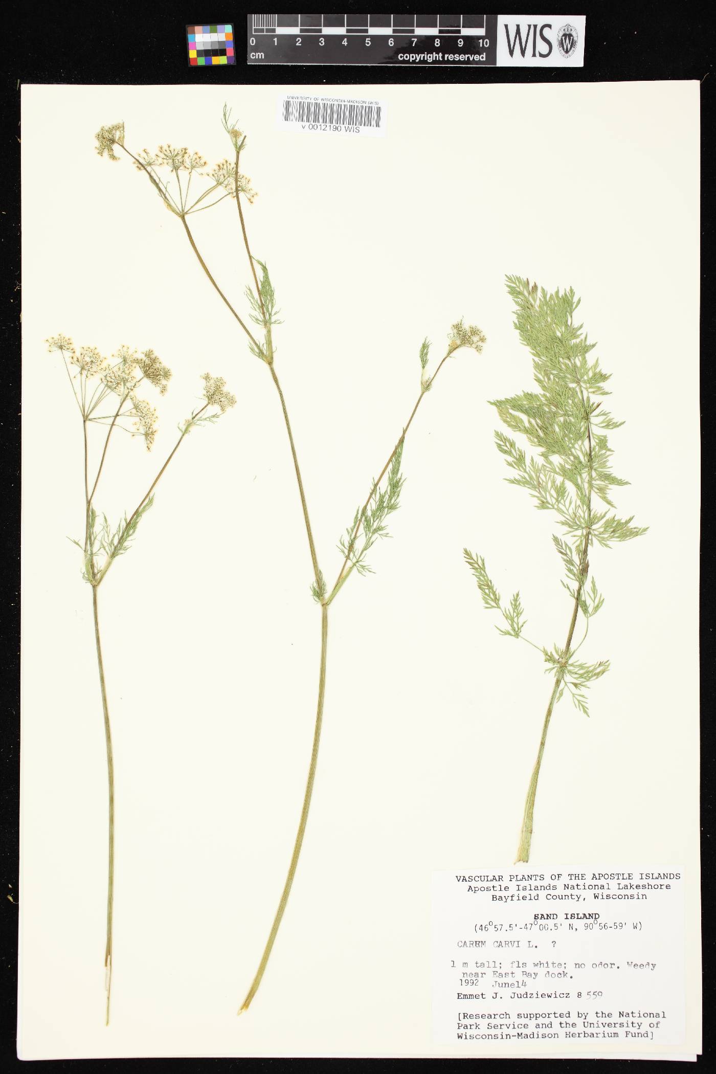 Carum carvi image