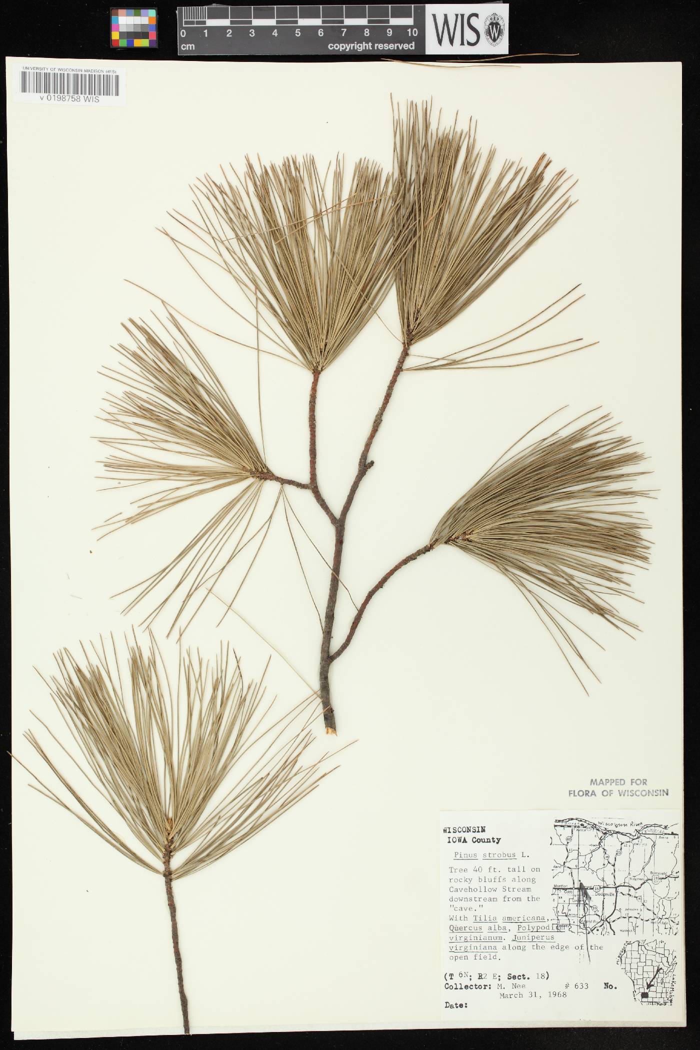Pinus strobus image