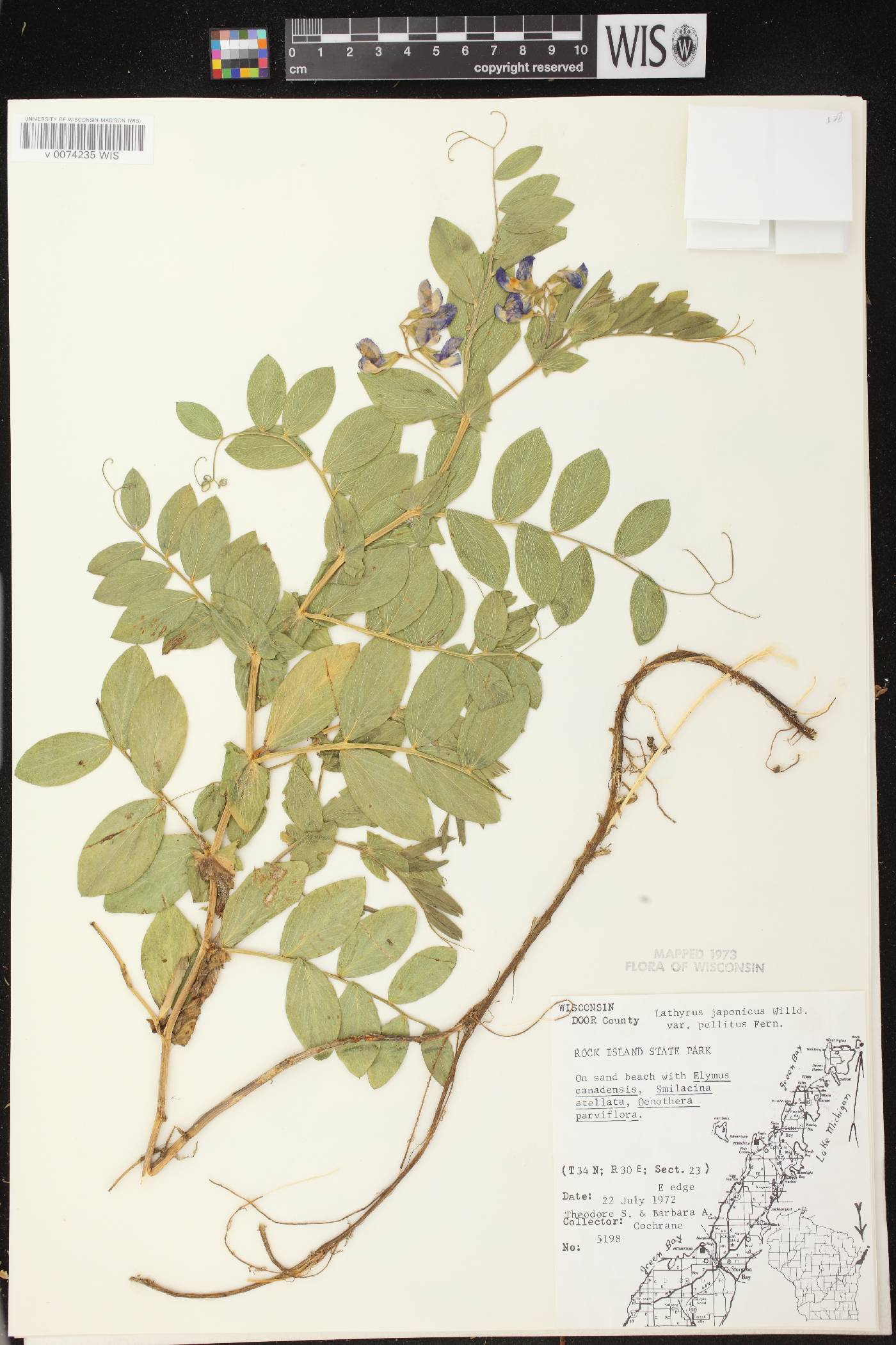 Lathyrus japonicus image