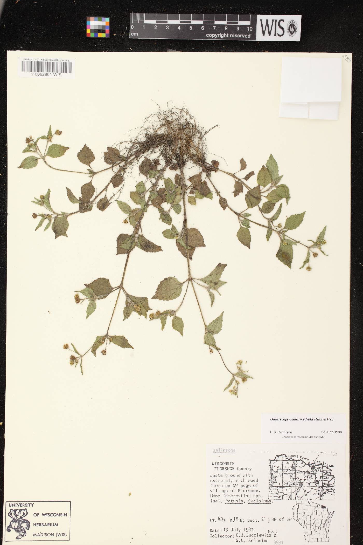 Galinsoga quadriradiata image