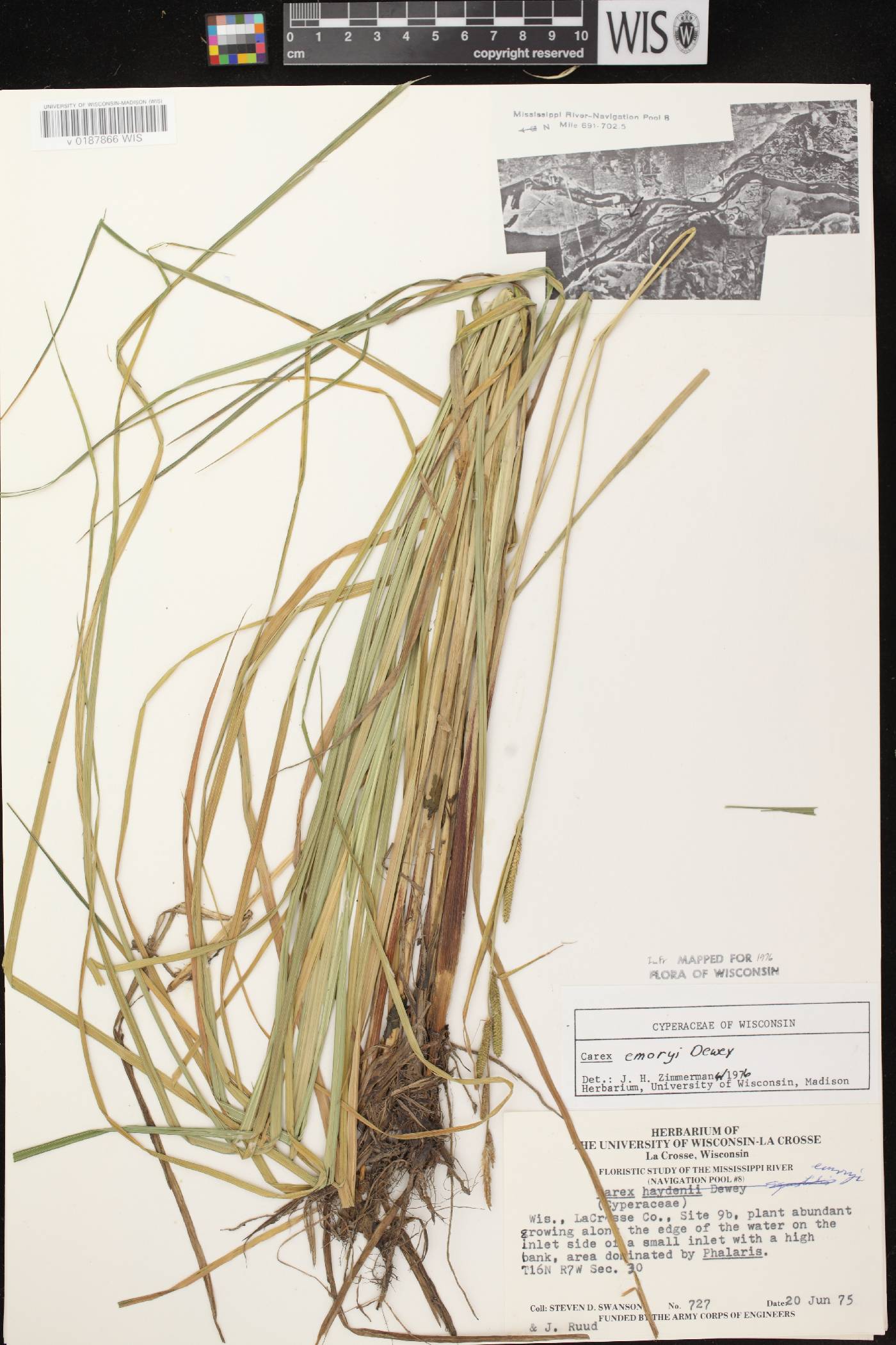 Carex emoryi image