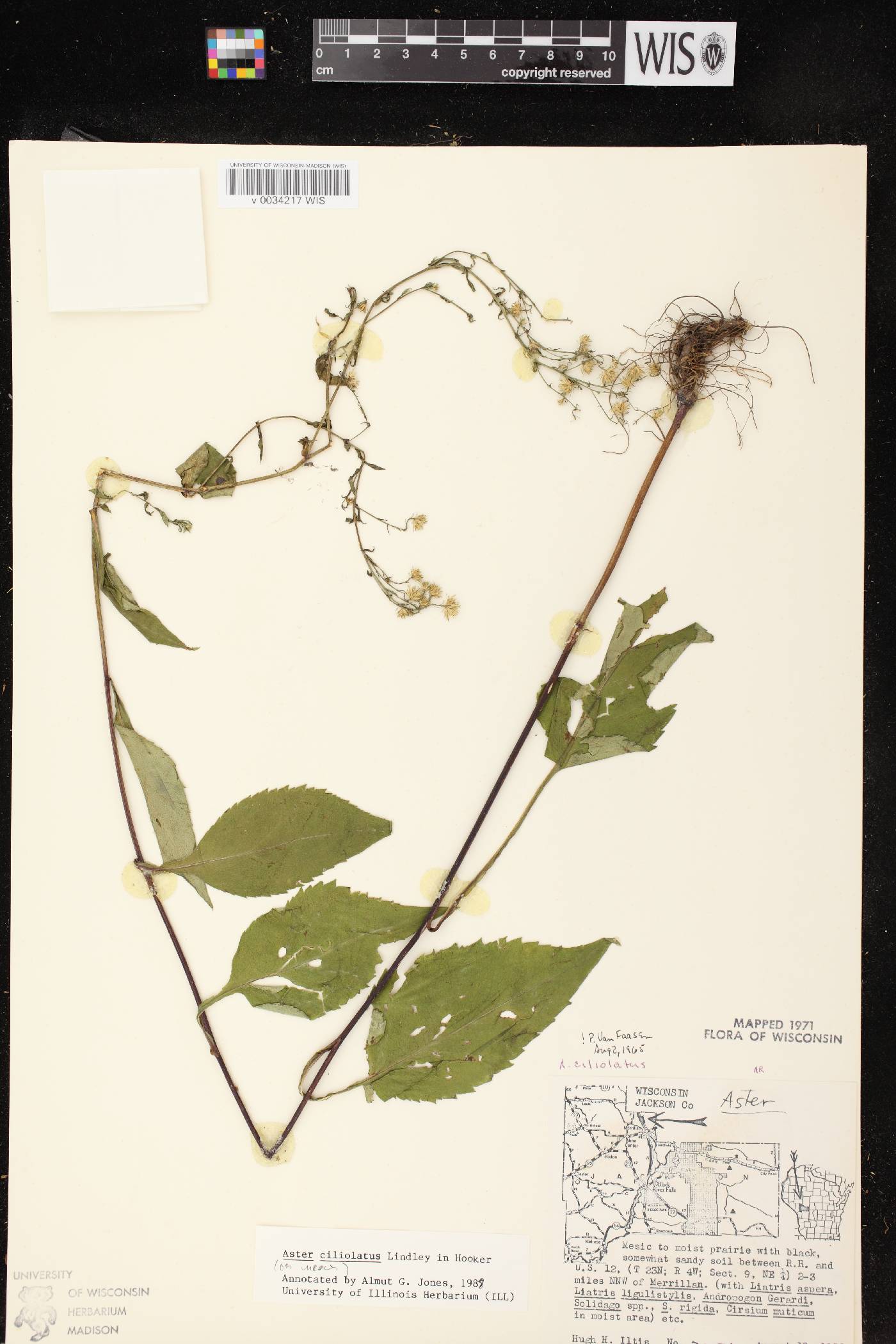 Symphyotrichum ciliolatum image