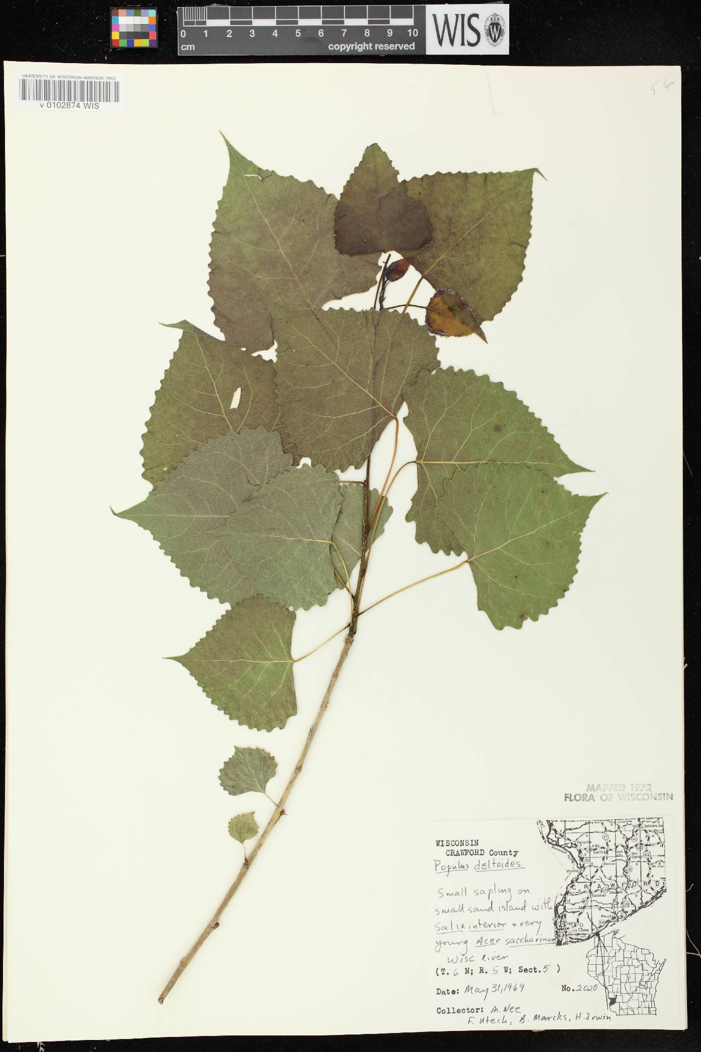 Populus deltoides image