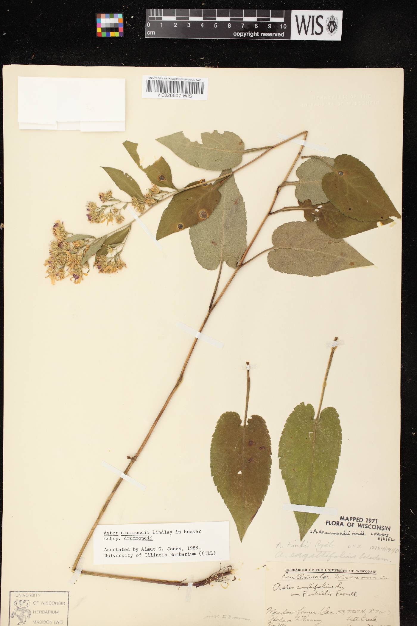 Symphyotrichum drummondii var. drummondii image