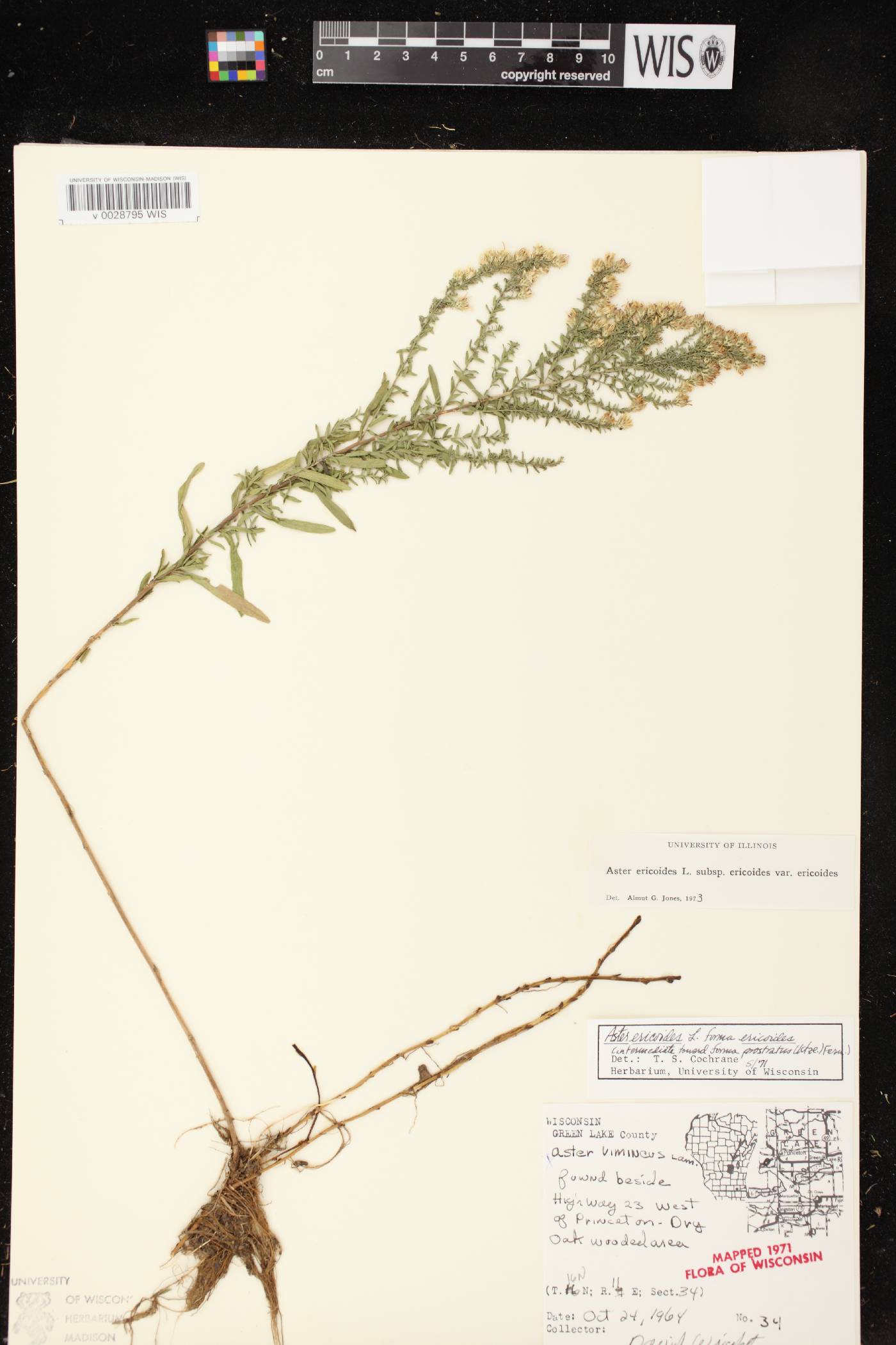 Symphyotrichum ericoides image