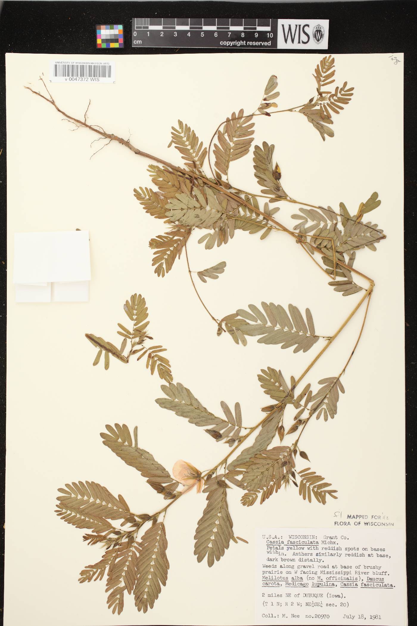 Chamaecrista fasciculata image