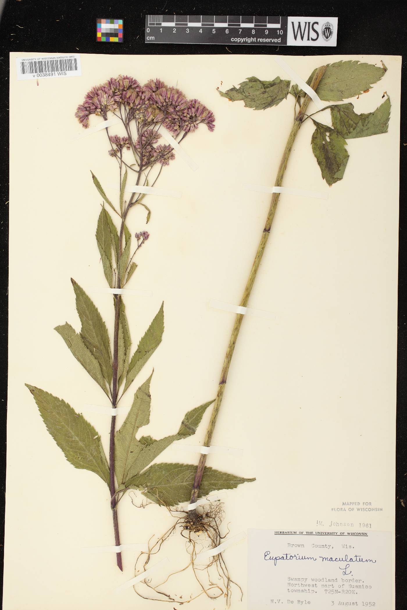 Eutrochium maculatum var. maculatum image