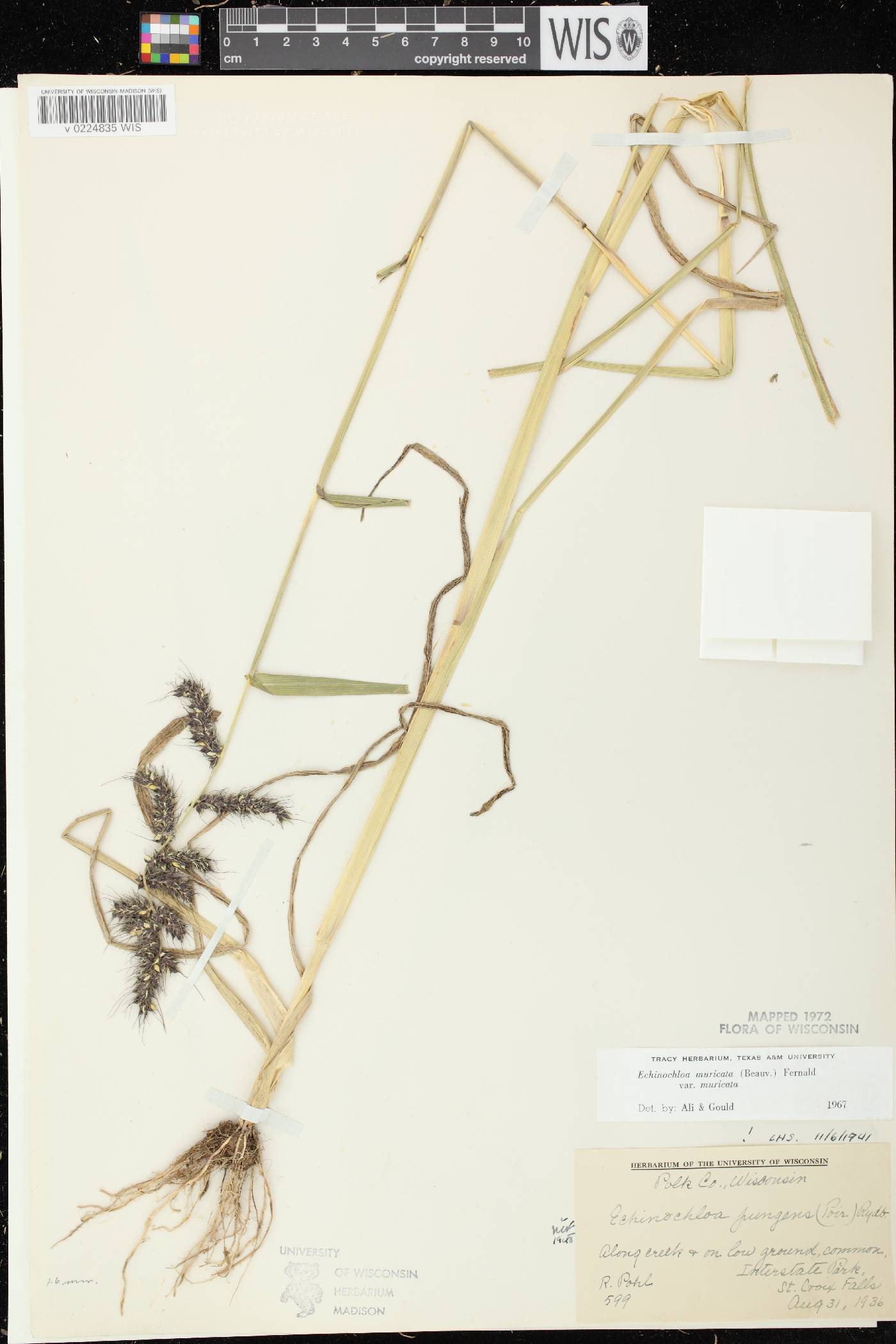 Echinochloa muricata var. muricata image