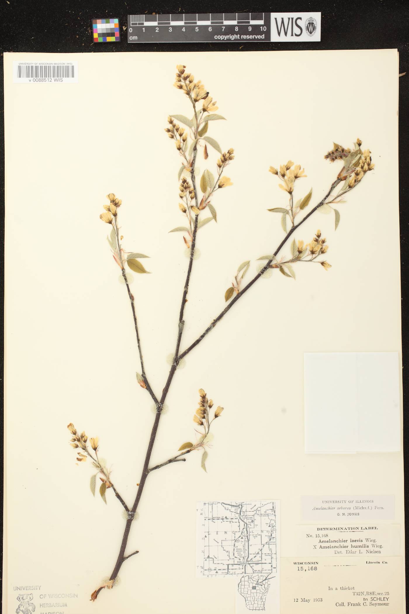 Amelanchier arborea image