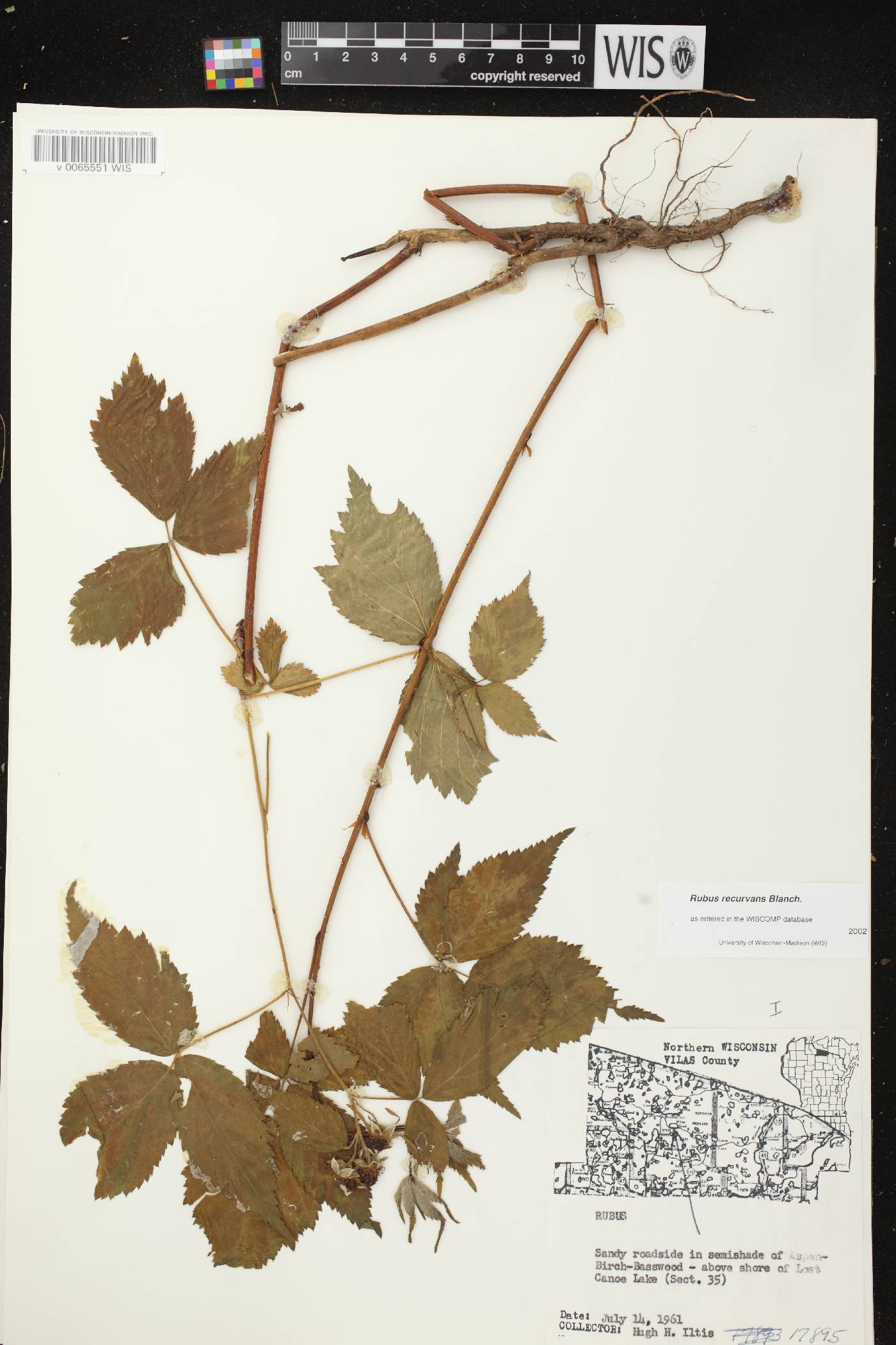 Rubus pensilvanicus image