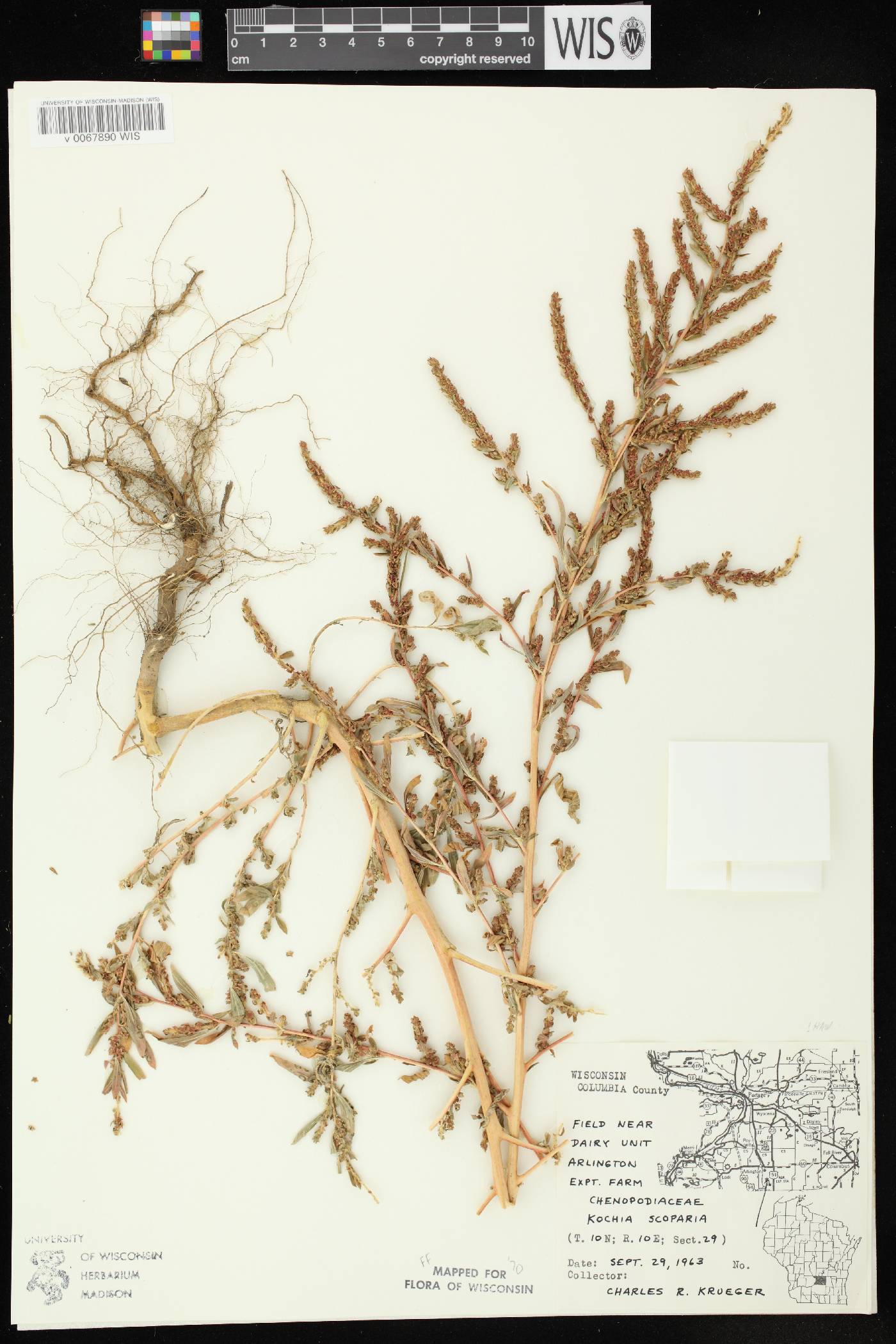 Bassia scoparia image