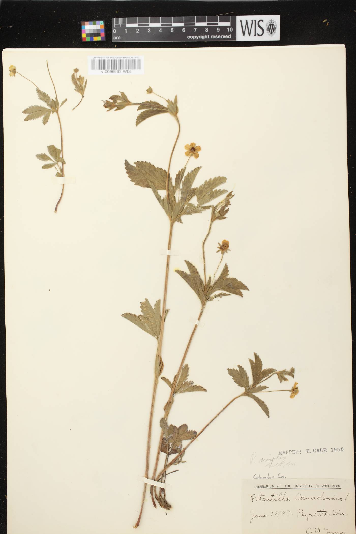Potentilla simplex image