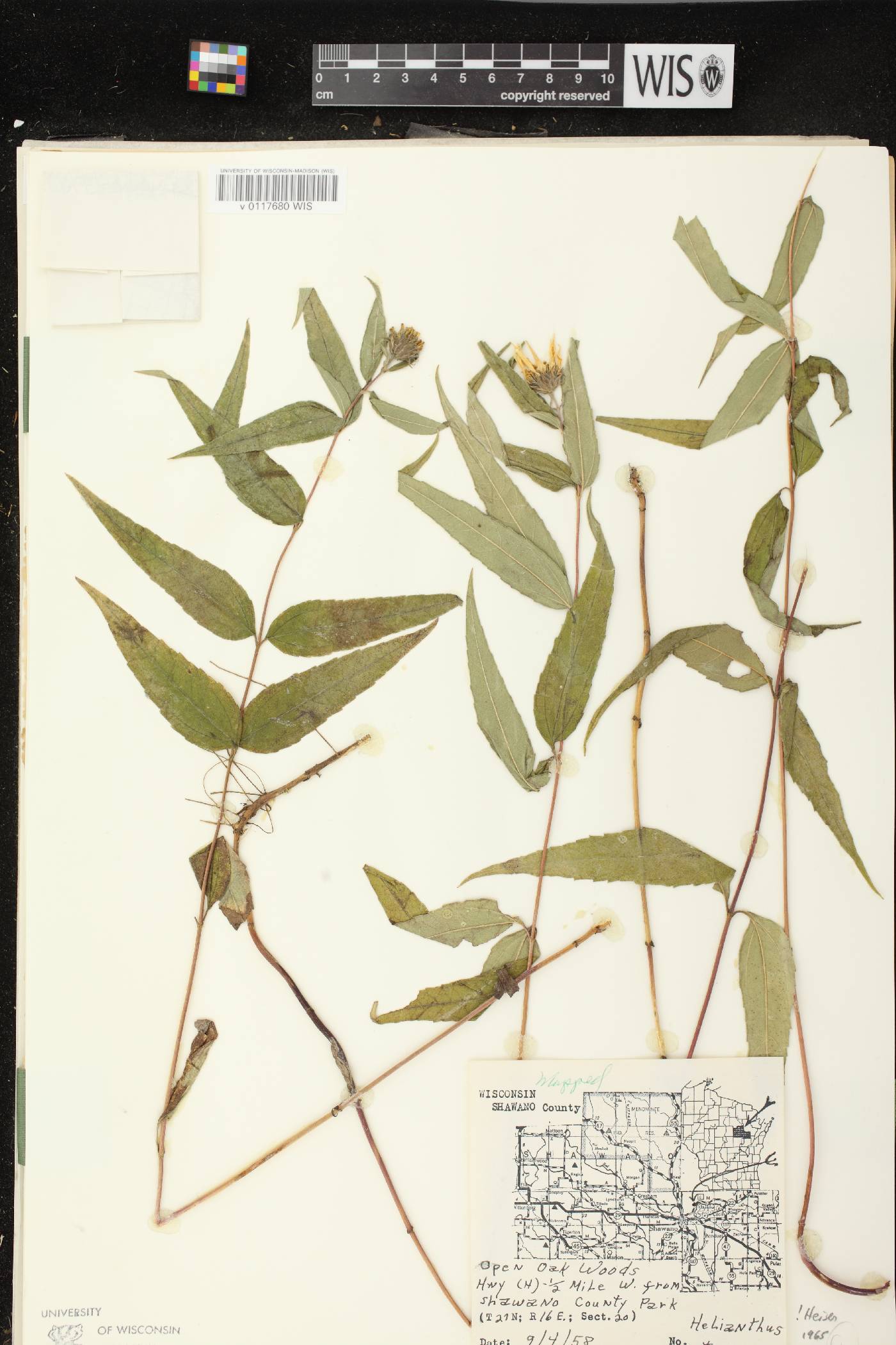Helianthus strumosus image