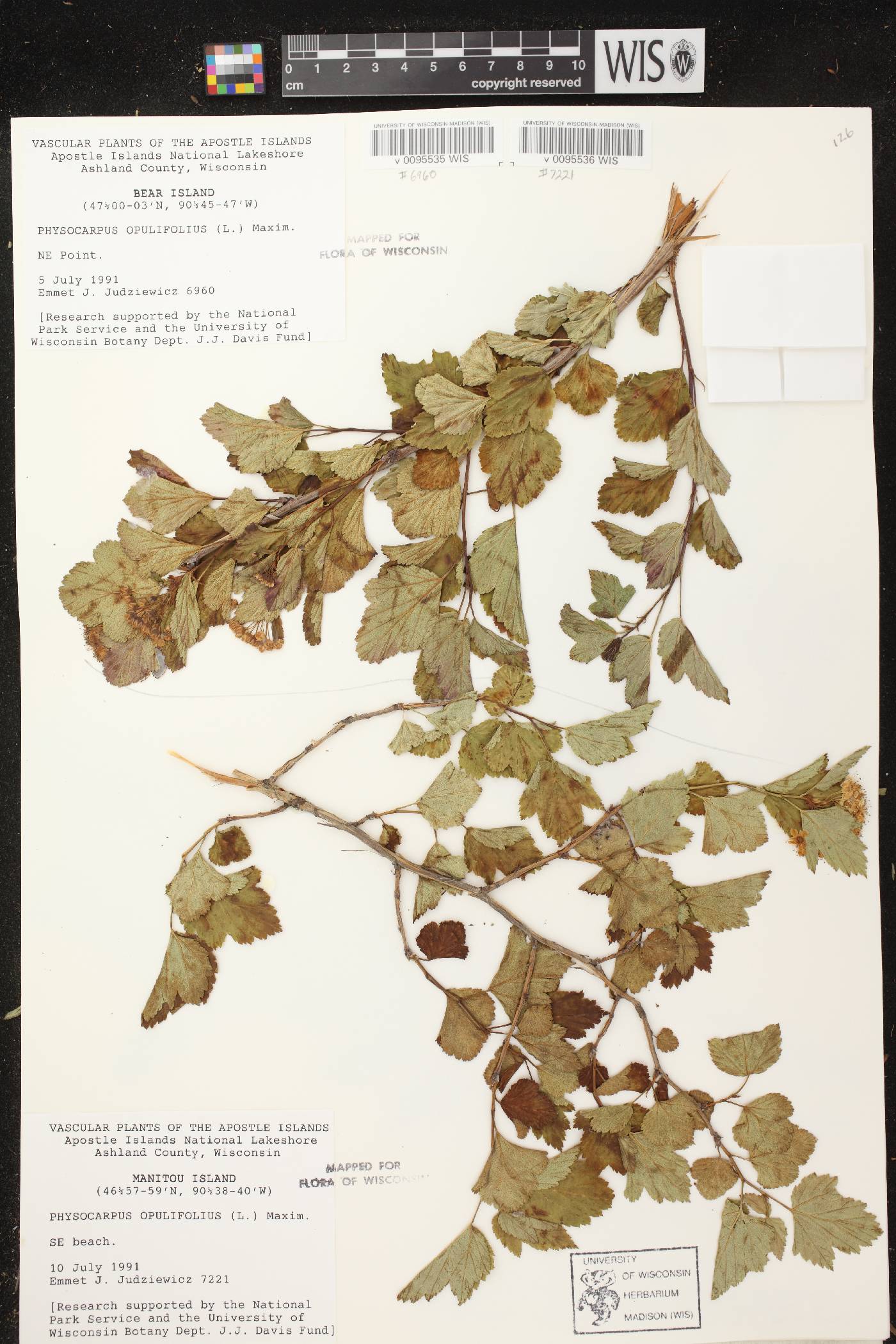 Physocarpus opulifolius image