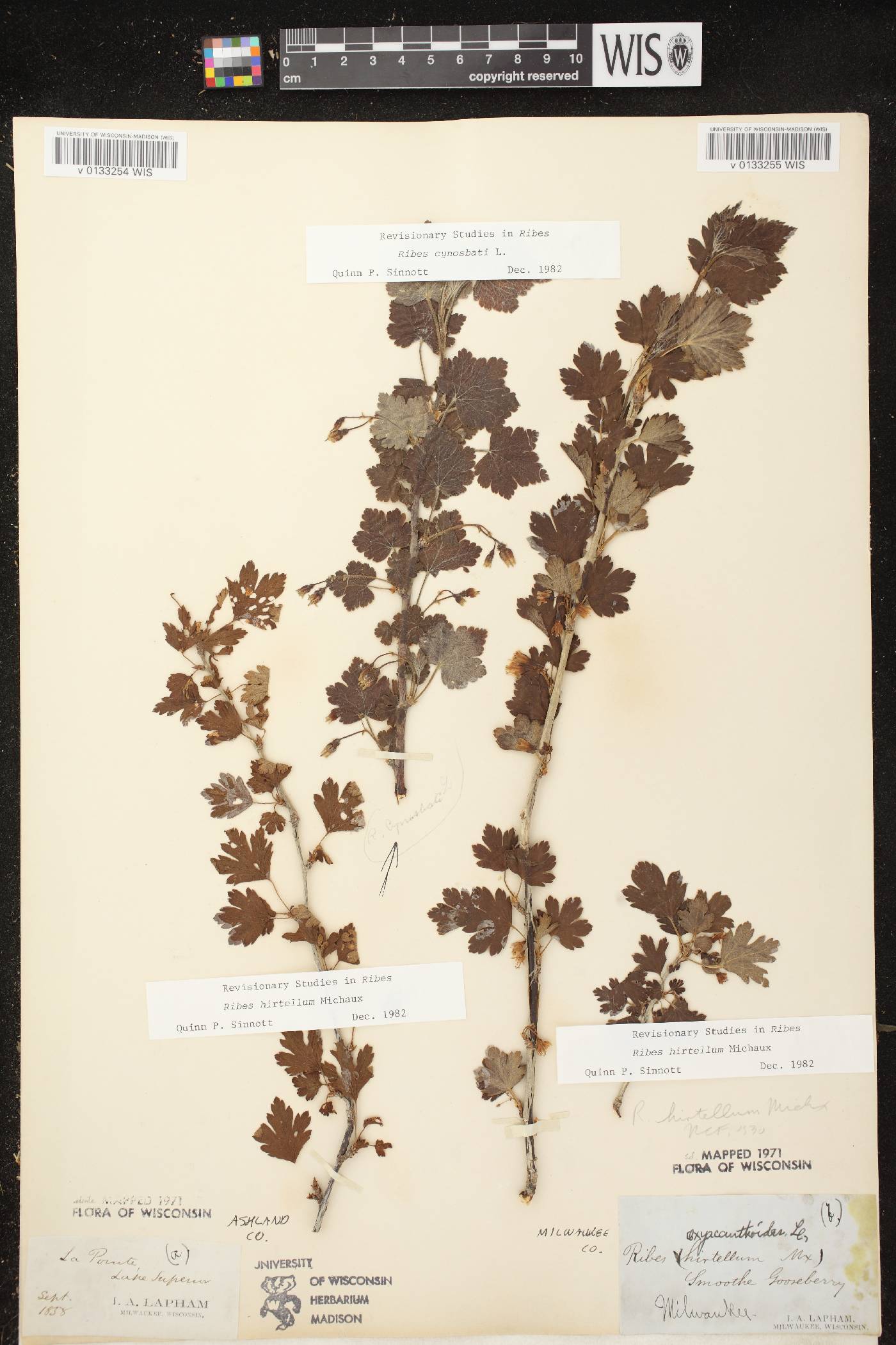 Ribes hirtellum image