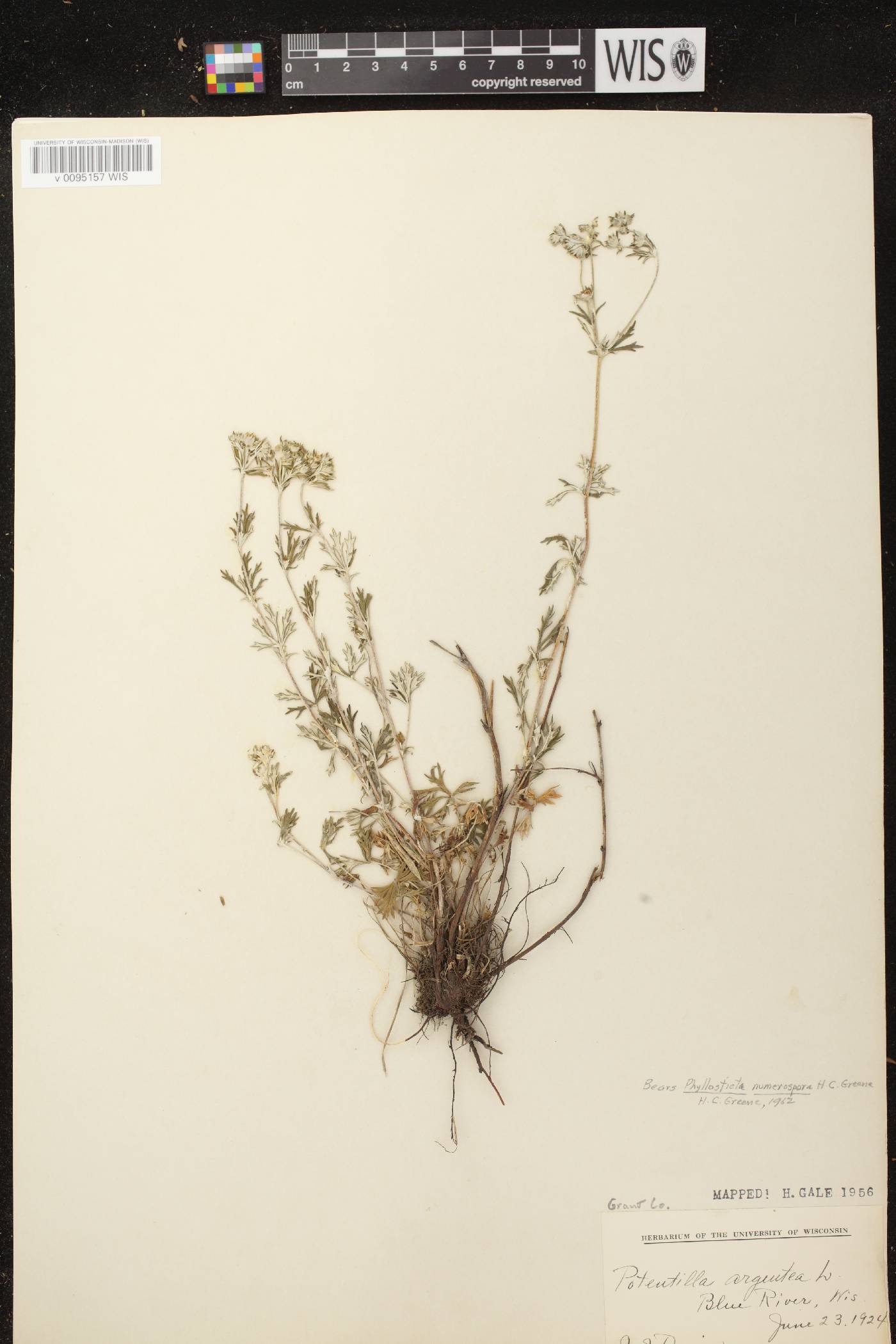 Potentilla argentea image