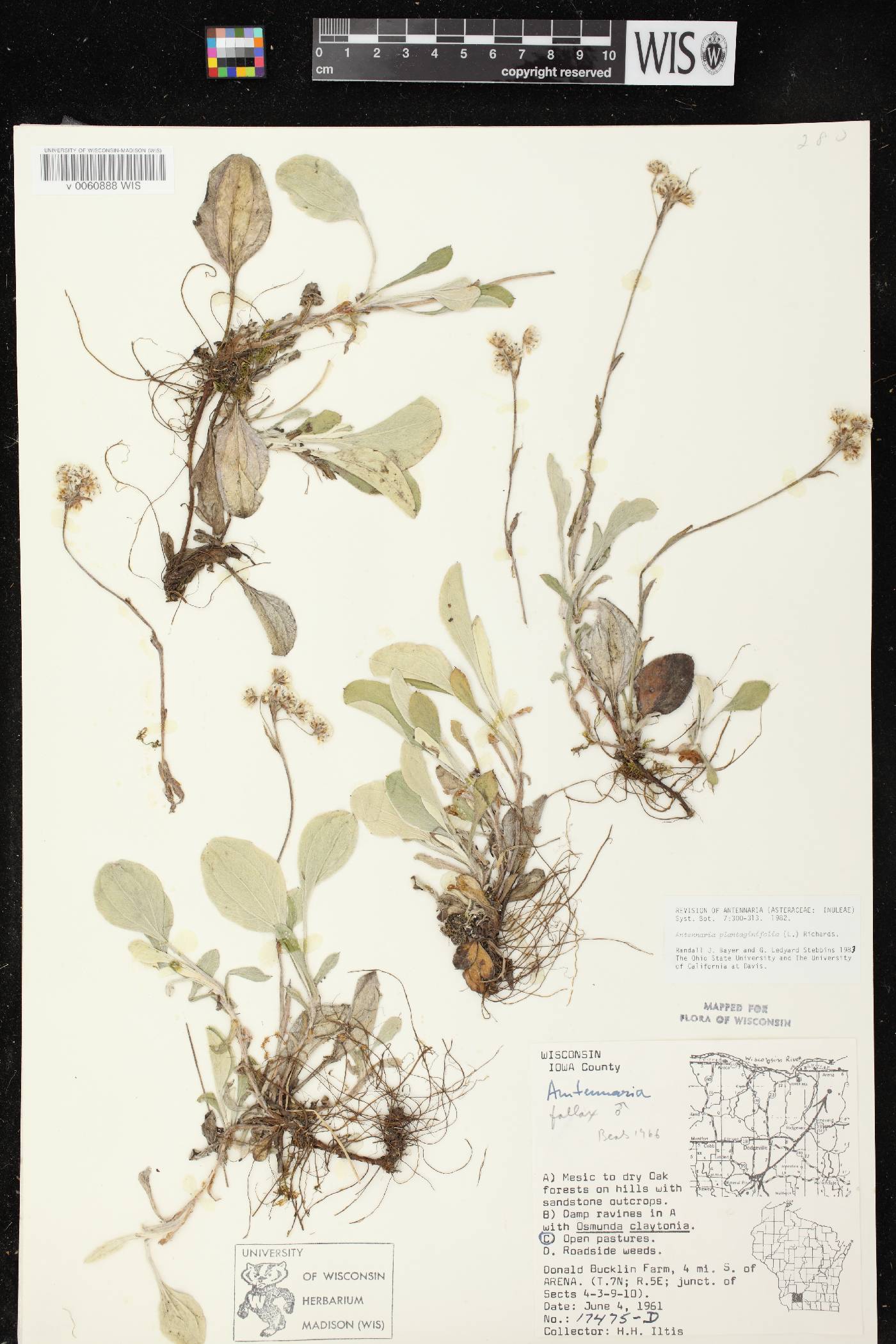 Antennaria plantaginifolia image