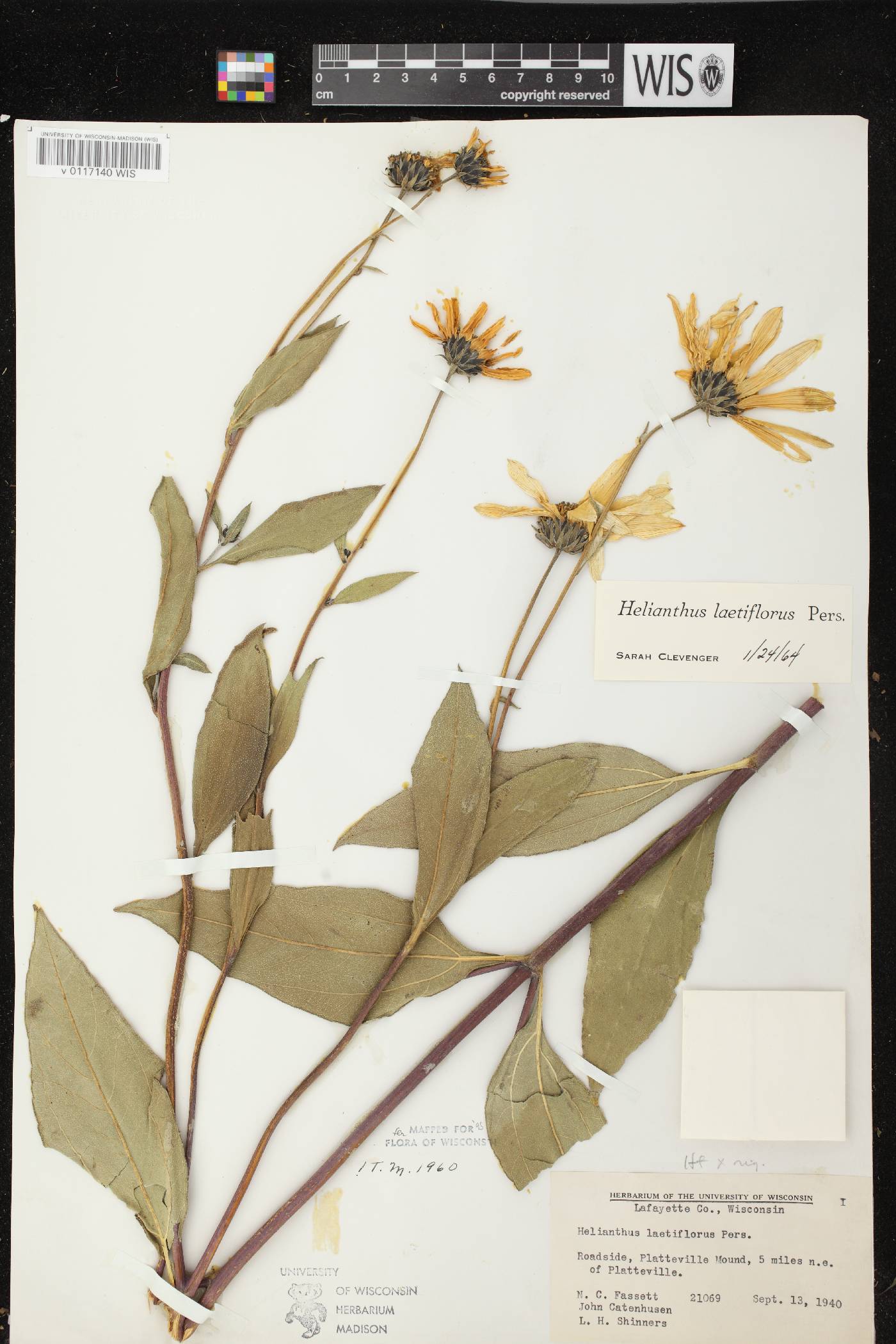 Helianthus X laetiflorus image