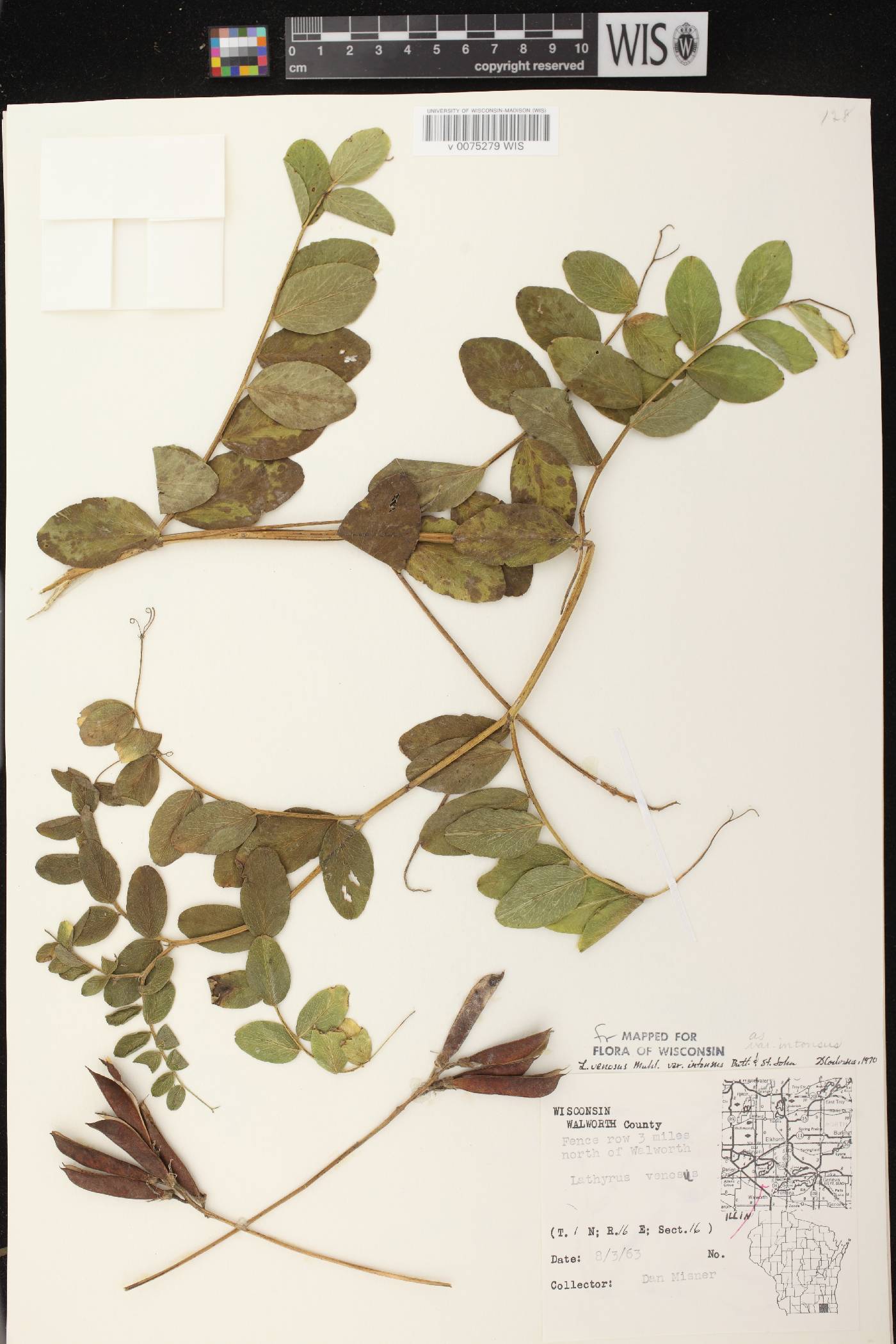 Lathyrus venosus image