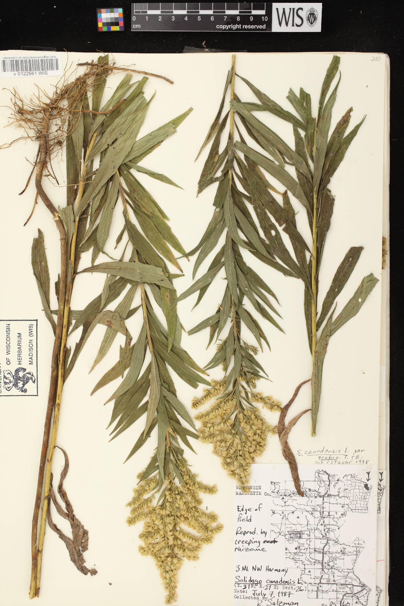 Solidago altissima subsp. altissima image