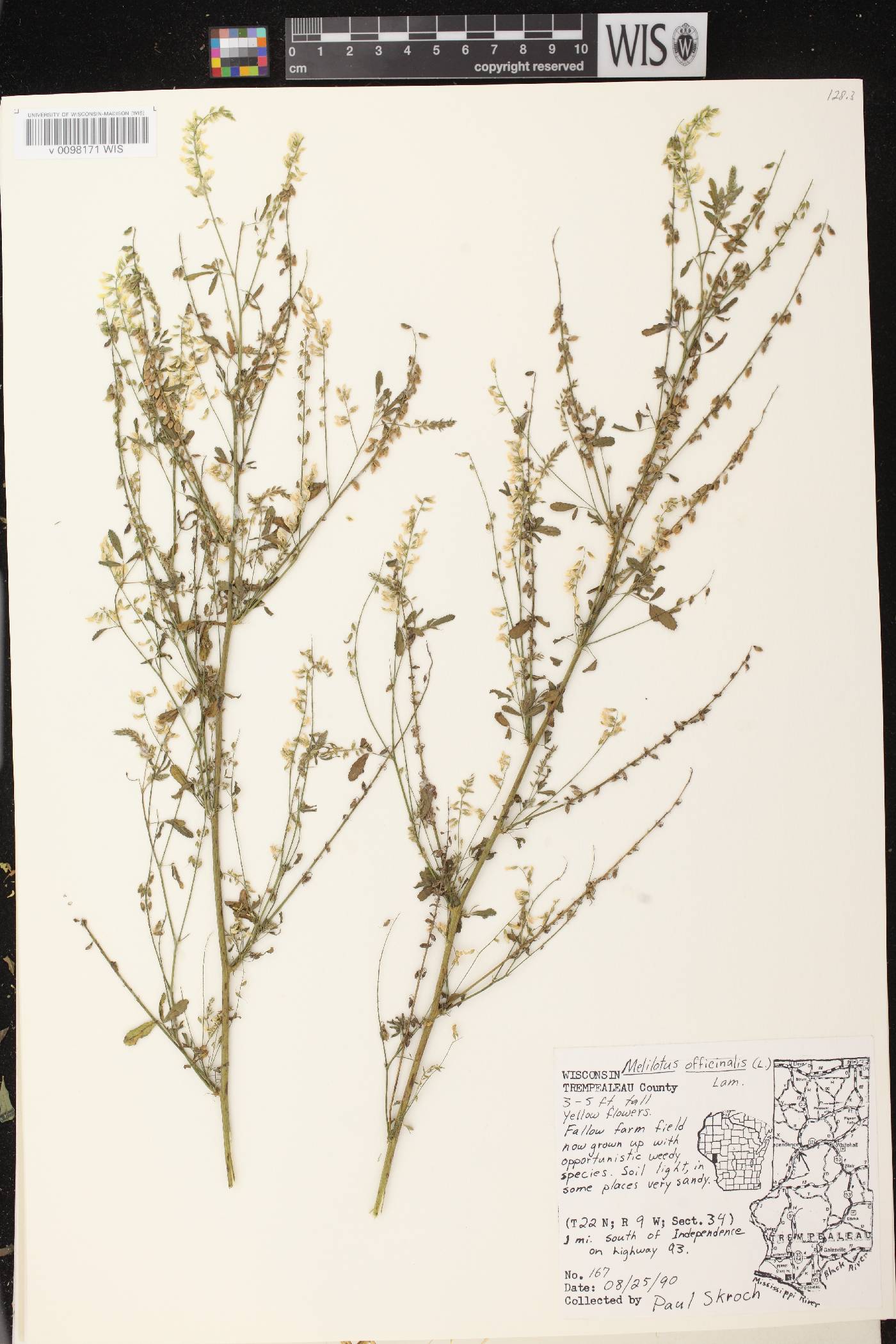 Melilotus officinalis image